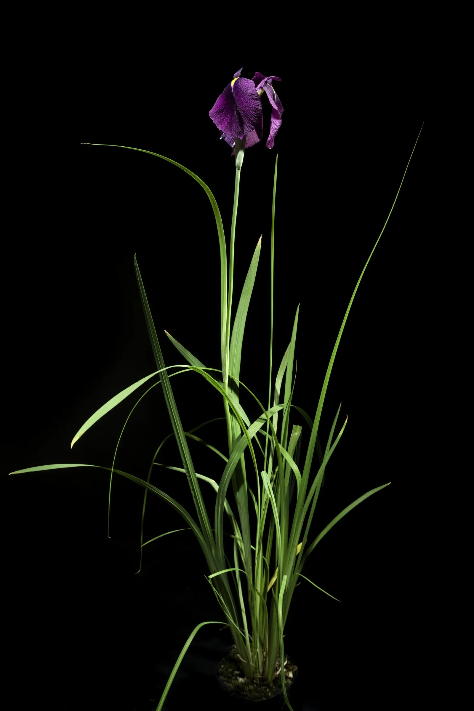 Japanese Iris (Iris Ensata) — Thriving in full sun to part shade, these irises prefer acidic, moist soils, and excel near water features; perennial with