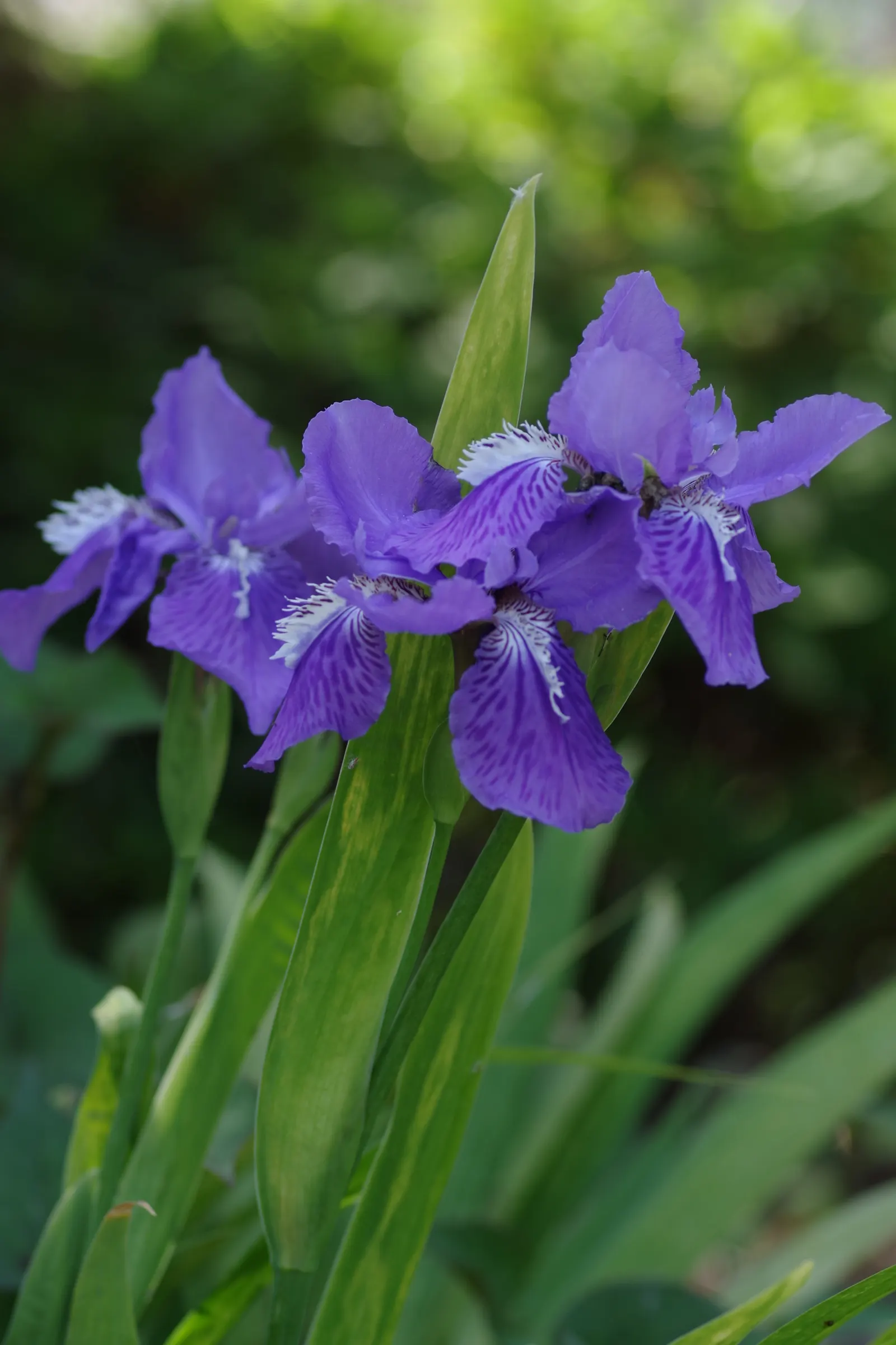 Japanese Iris (Iris Ensata) — The Japanese Iris (Iris ensata) is a striking perennial with showy; thriving in full sun to part shade, these irises, image 53