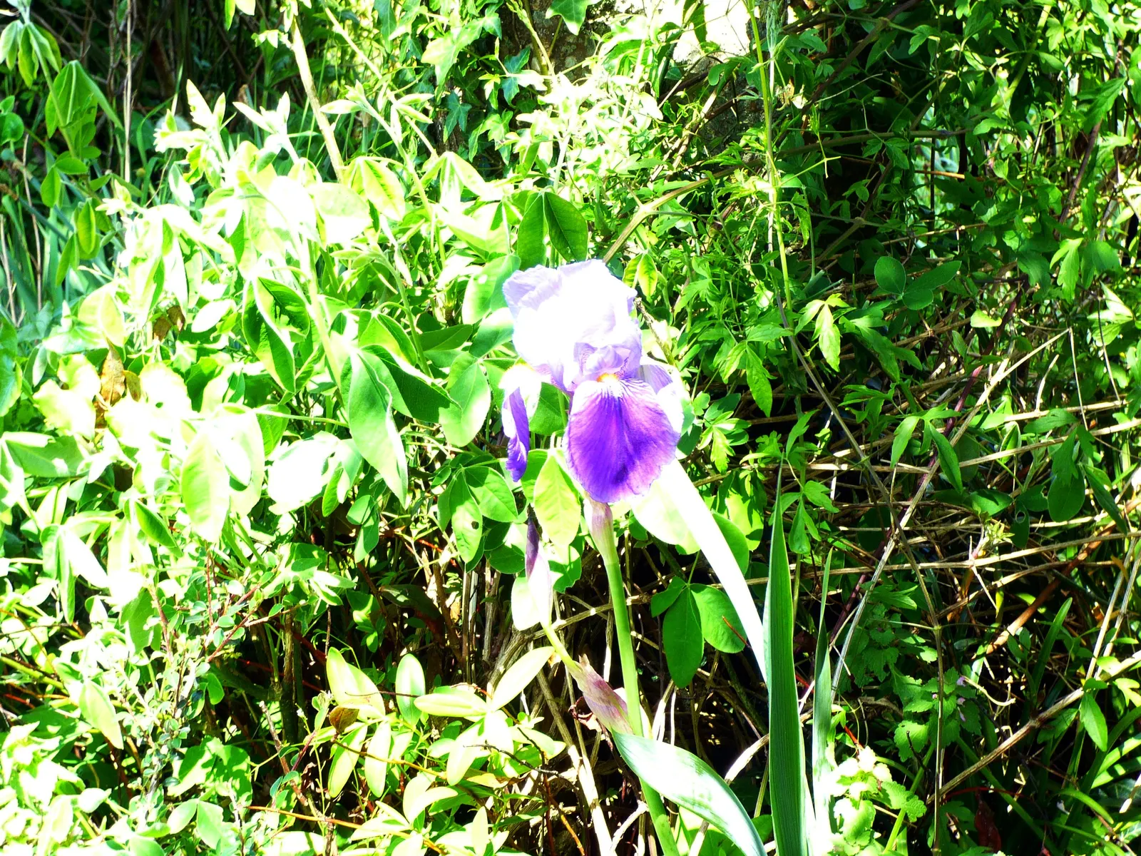 Japanese Iris (Iris Ensata) — they add vertical interest and a touch of elegance to any garden setting; iris ensata prefers a sunny to partially, image 110