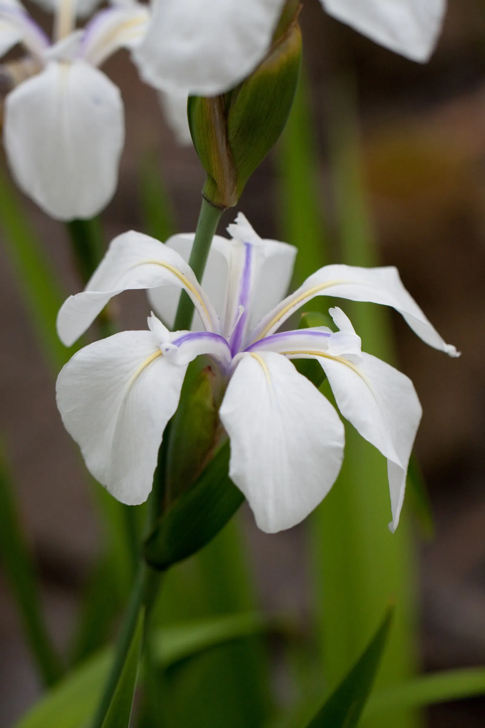 Japanese Iris (Iris Ensata) — Deadheading the spent blooms can encourage a tidier appearance; it's noteworthy that the plant is deer-resistant, image 126