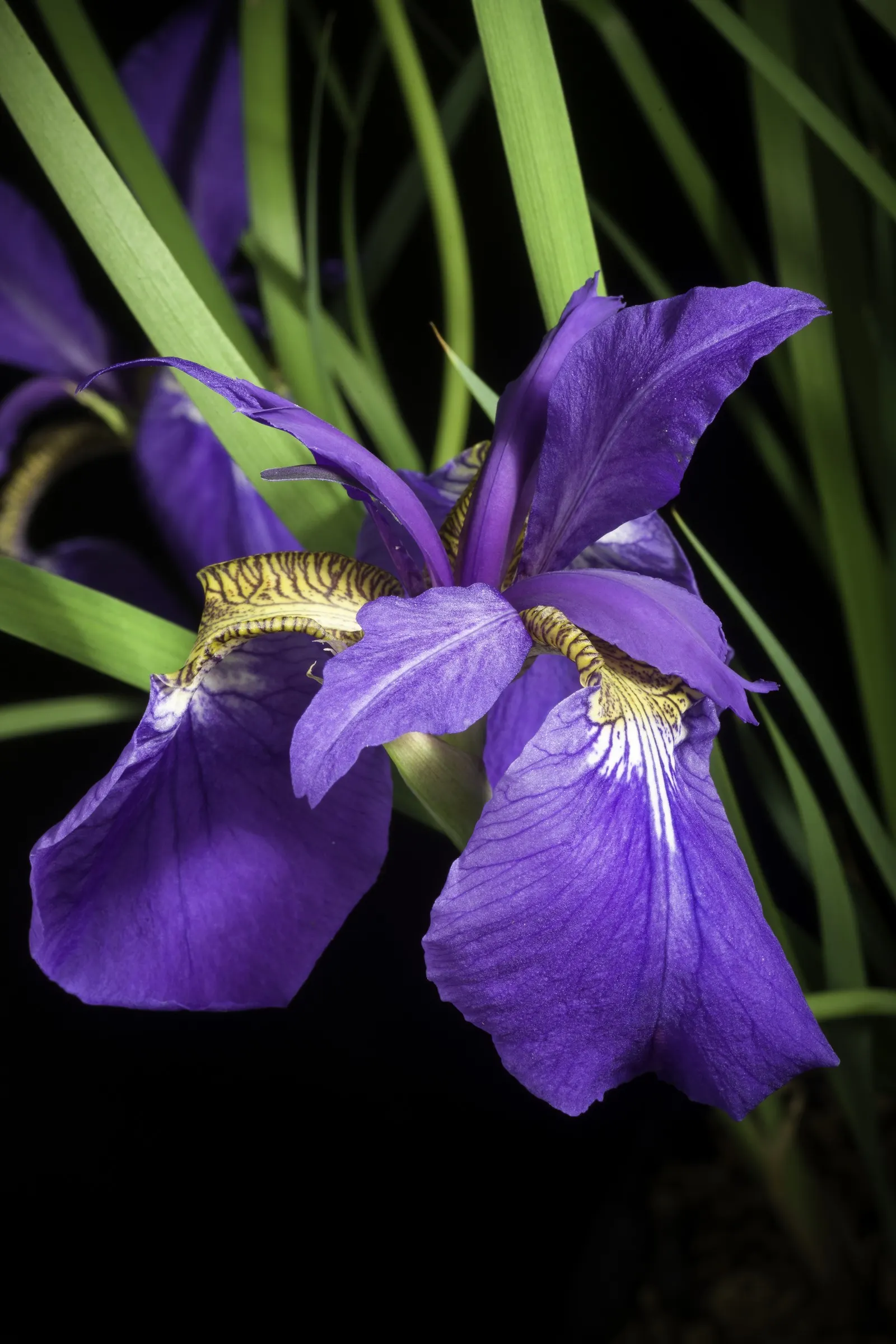 Japanese Iris (Iris Ensata) — It thrives in hardiness zones 4 through 9; lavender and multi-colored and purple and white flowers in the garden, image 119