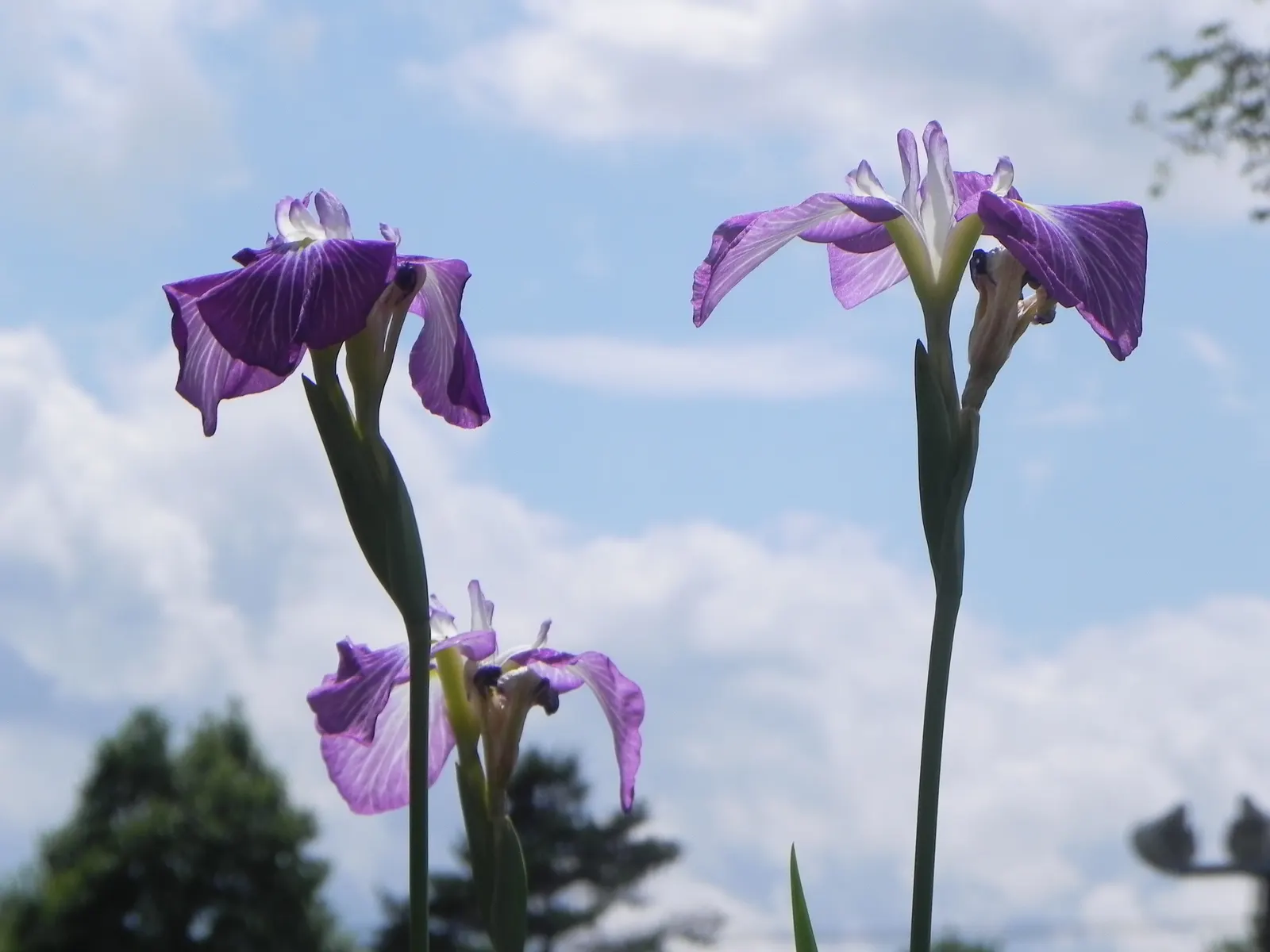 Japanese Iris (Iris Ensata) — It's noteworthy that the plant is deer-resistant, which adds to the list of its appealing attributes; where it can, image 99