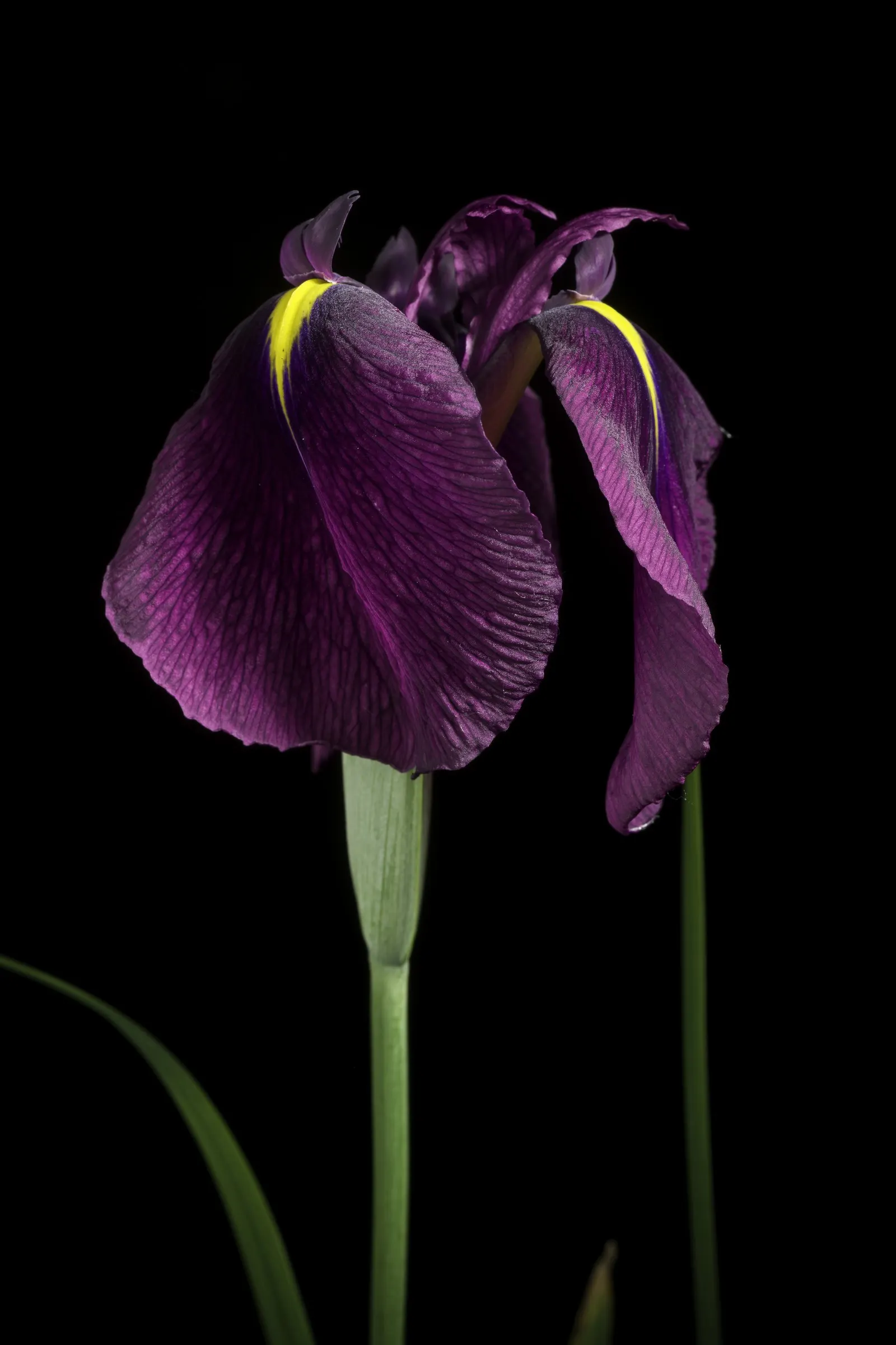 Japanese Iris (Iris Ensata) — typically in late spring to early summer; their color palette ranges through various shades of purple, image 95