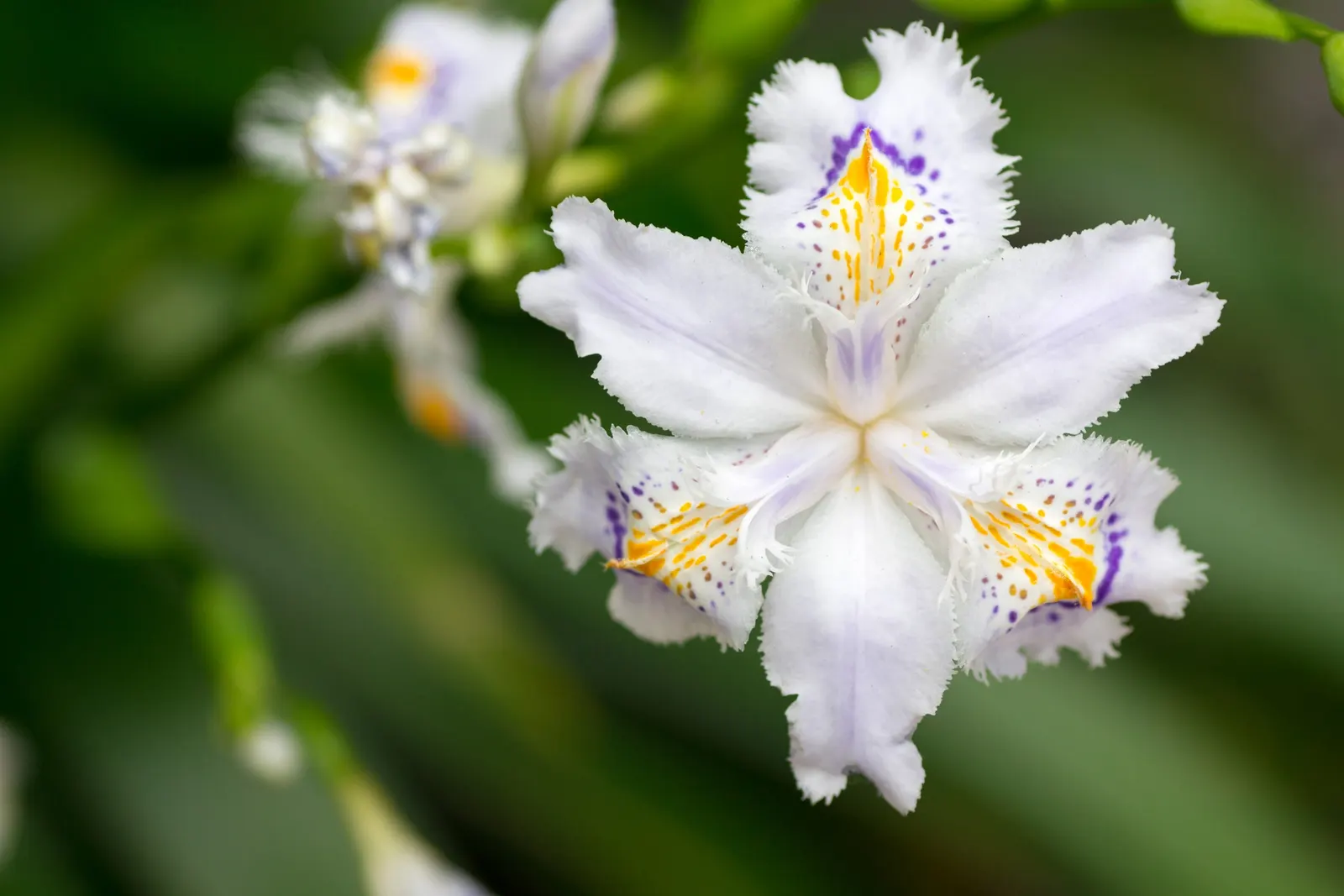 Japanese Iris (Iris Ensata) — ruffled blooms ranging from pure white to deep purple; this perennial showcases flowers that can span up to 6 to 8, image 54