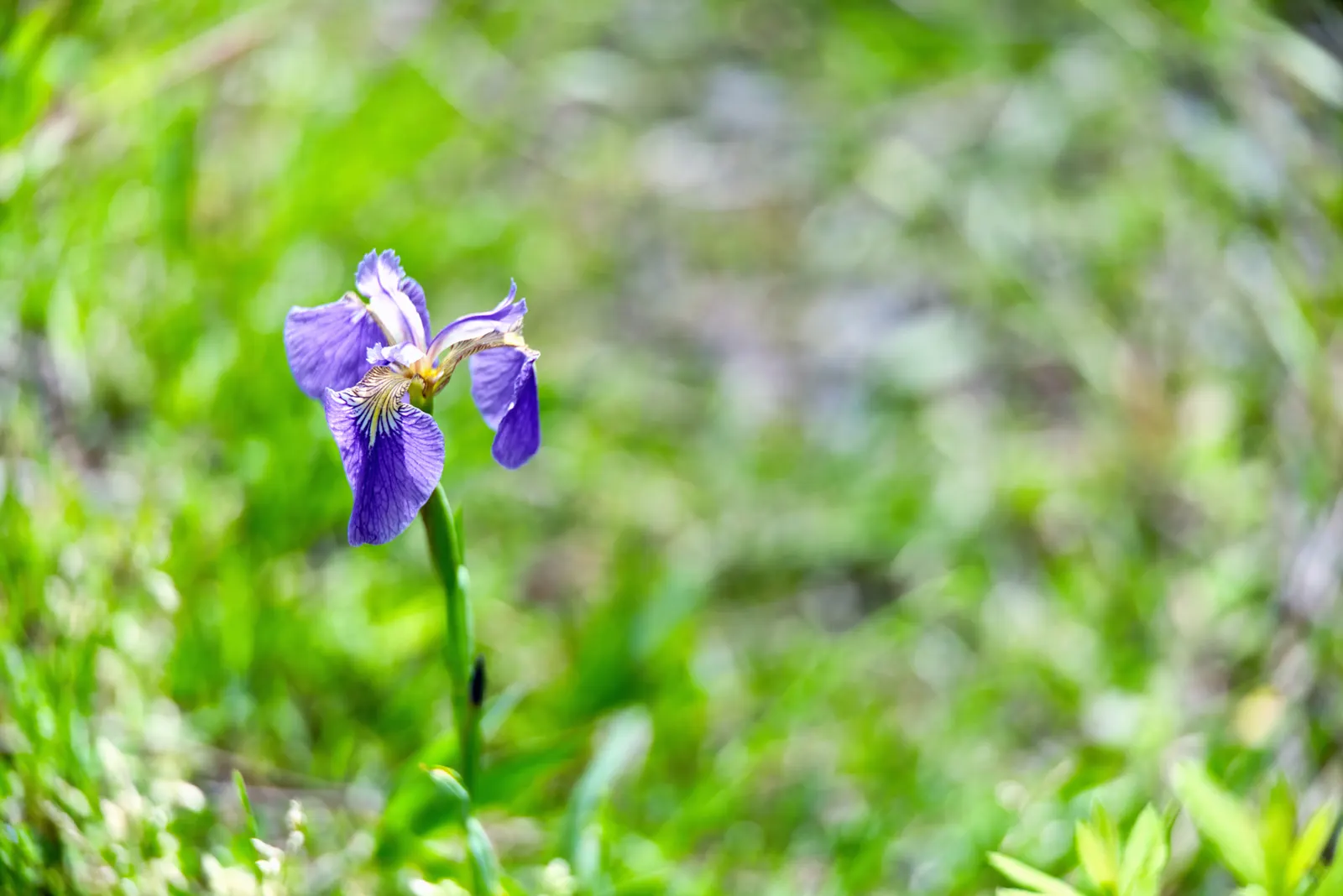 Japanese Iris (Iris Ensata) — Reaching 24-36 inches in height with a spread of 18-24 inches