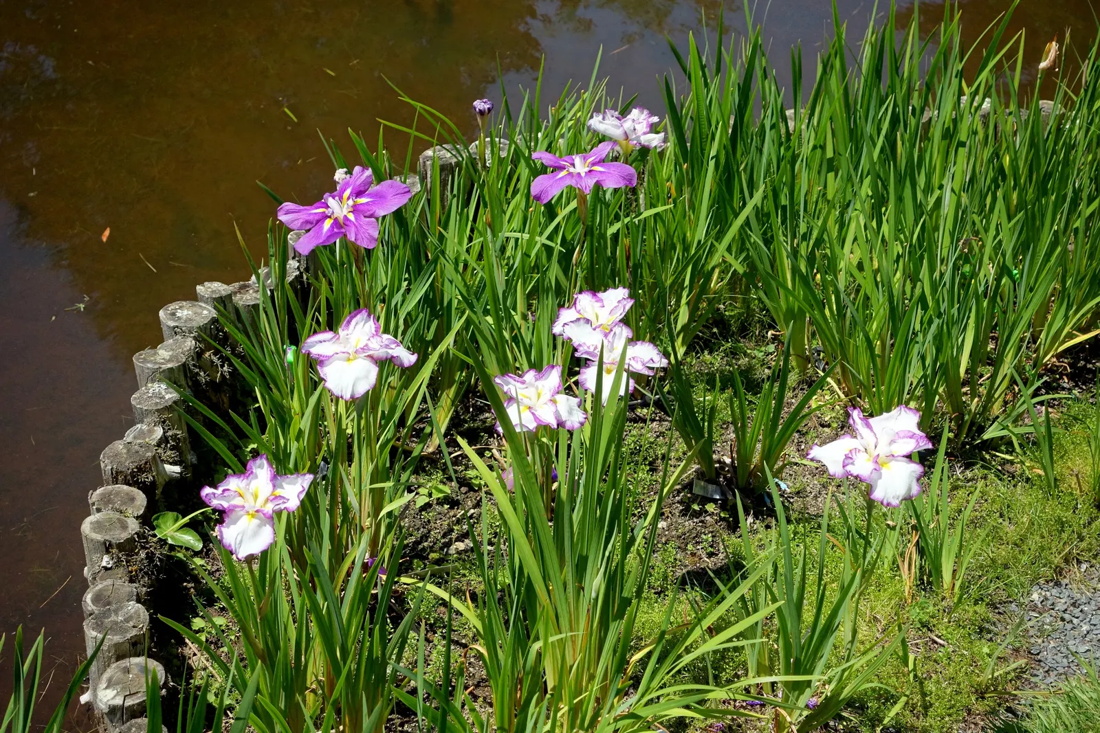 Japanese Iris (Iris Ensata) — The Japanese Iris (Iris ensata); the Japanese Iris (Iris ensata) is a striking perennial with showy
