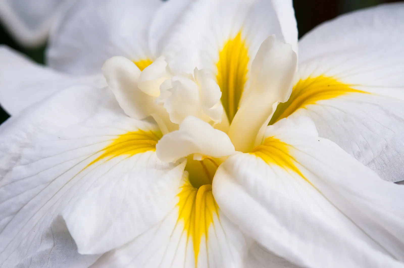 Japanese Iris (Iris Ensata) — Iris ensata prefers a sunny to partially shaded position; presents an exotic addition to any water-influenced garden feature or
