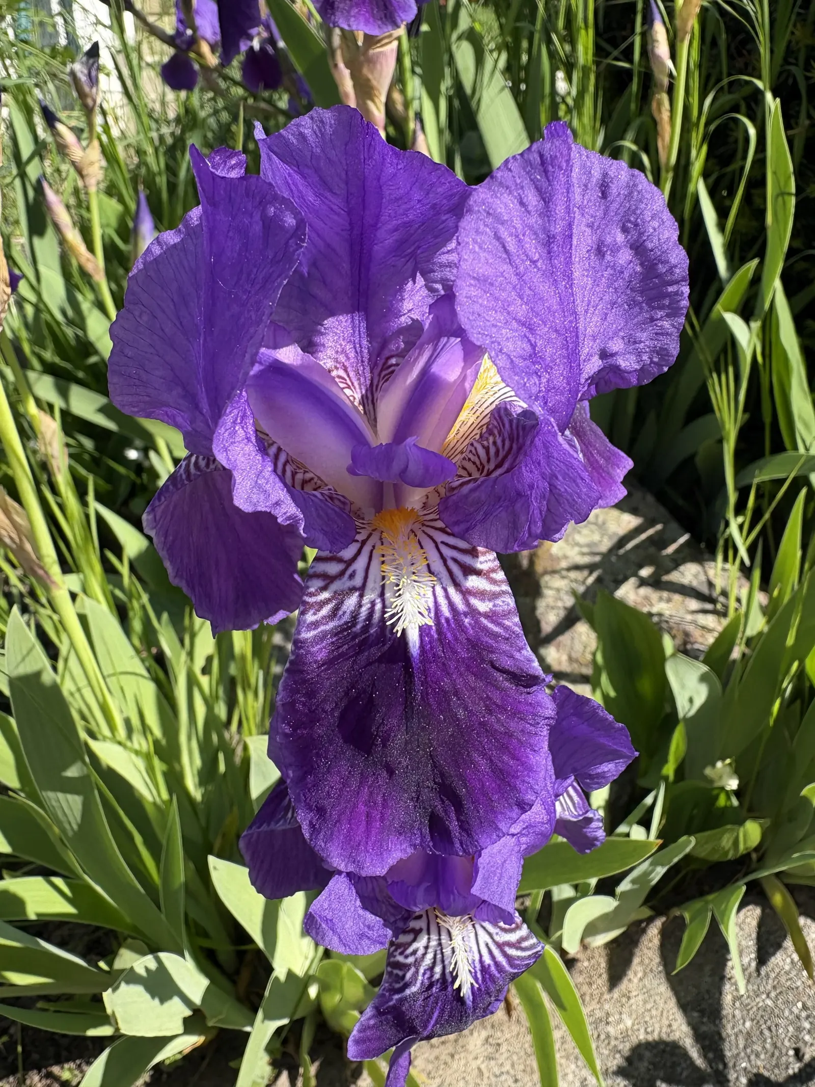 Japanese Iris (Iris Ensata) — lavender and multi-colored and purple and white flowers in the garden; also revered as the Japanese Water Iris, image 76