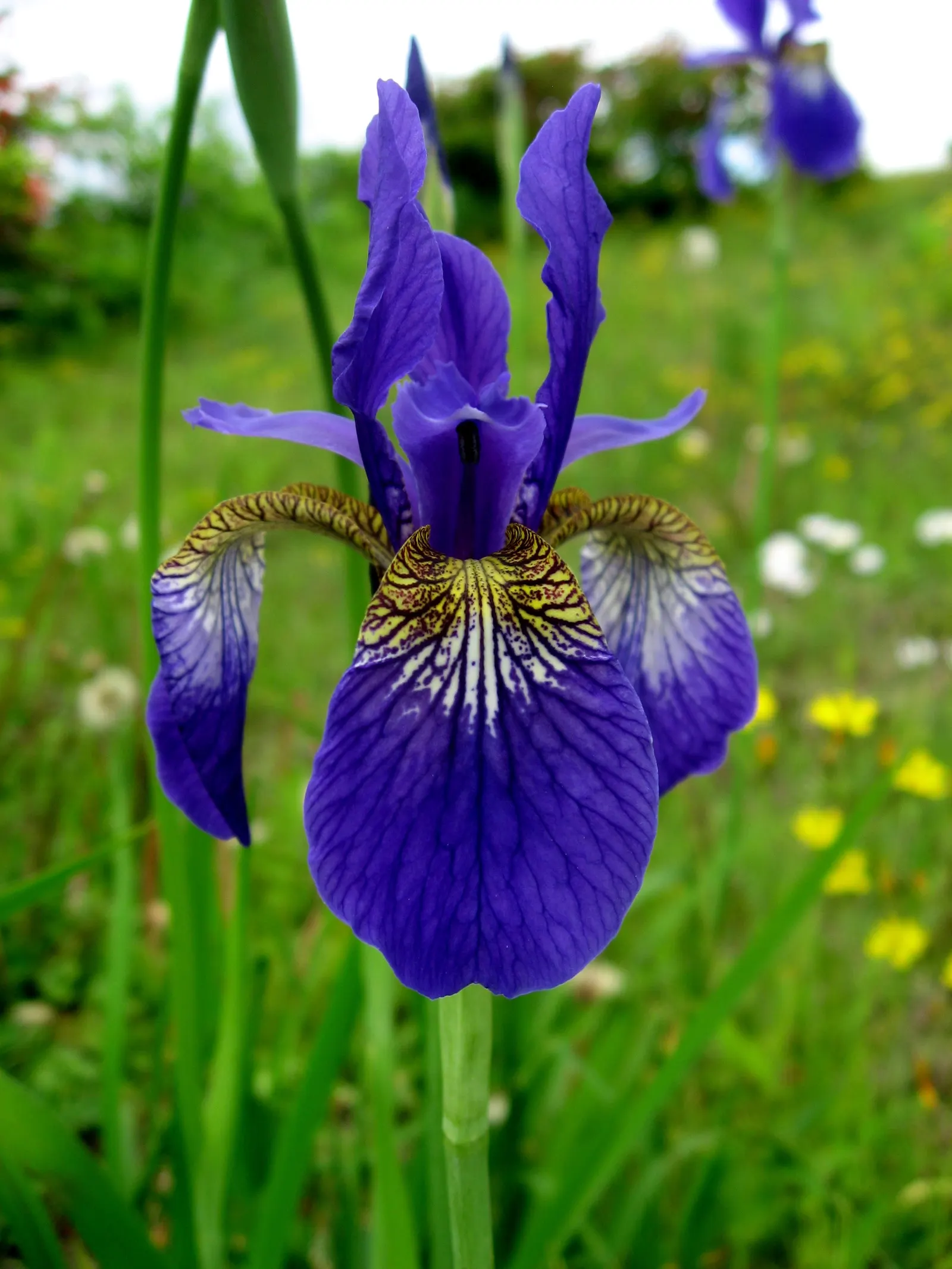 Japanese Iris (Iris Ensata) — Iris ensata prefers a sunny to partially shaded position; presents an exotic addition to any water-influenced garden, image 65