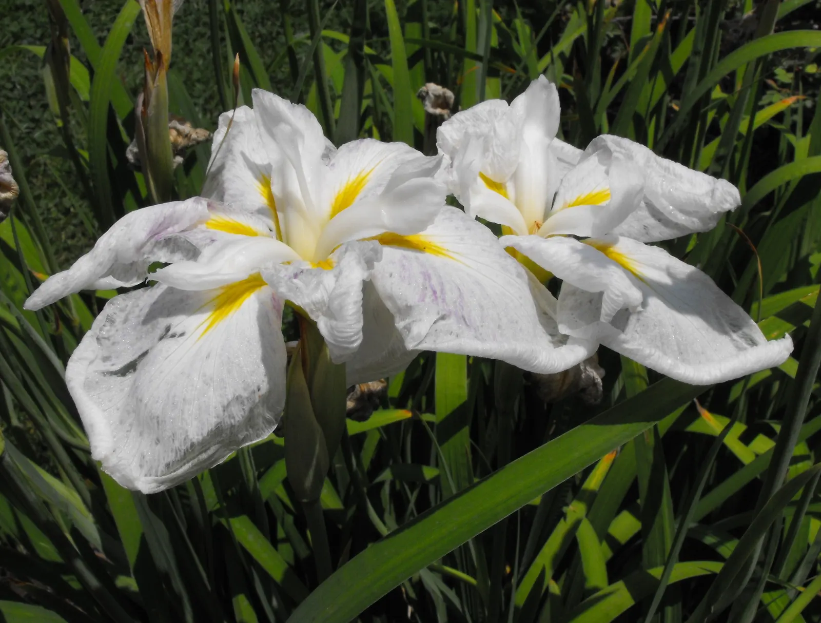 Japanese Iris (Iris Ensata) — It's noteworthy that the plant is deer-resistant, which adds to the list of its appealing attributes