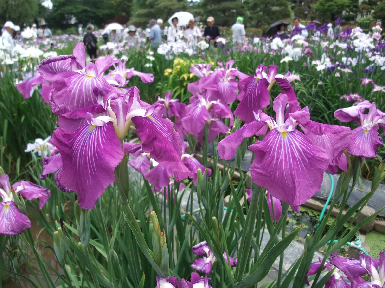 Japanese Iris (Iris Ensata) — The Japanese Iris (Iris ensata); the Japanese Iris (Iris ensata) is a striking perennial with showy, image 86