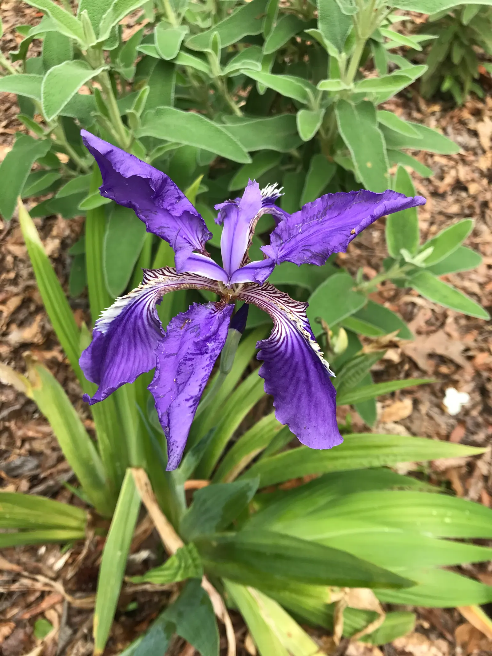Japanese Iris (Iris Ensata) — often with intricate veining; providing a captivating display after many other spring flowers have faded, image 81