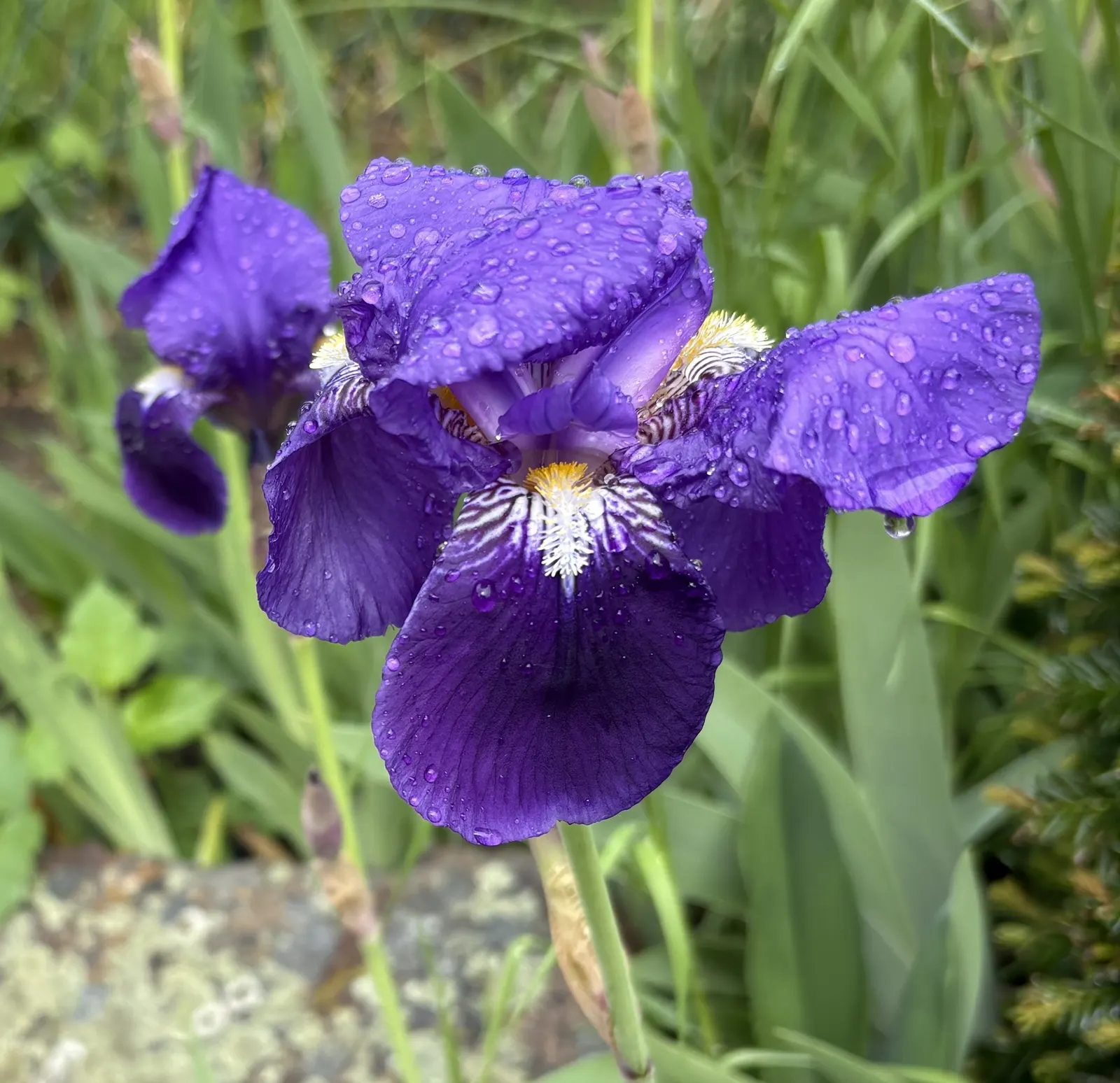 Japanese Iris (Iris Ensata) — lavender and multi-colored and purple and white flowers in the garden; also revered as the Japanese Water Iris, image 128