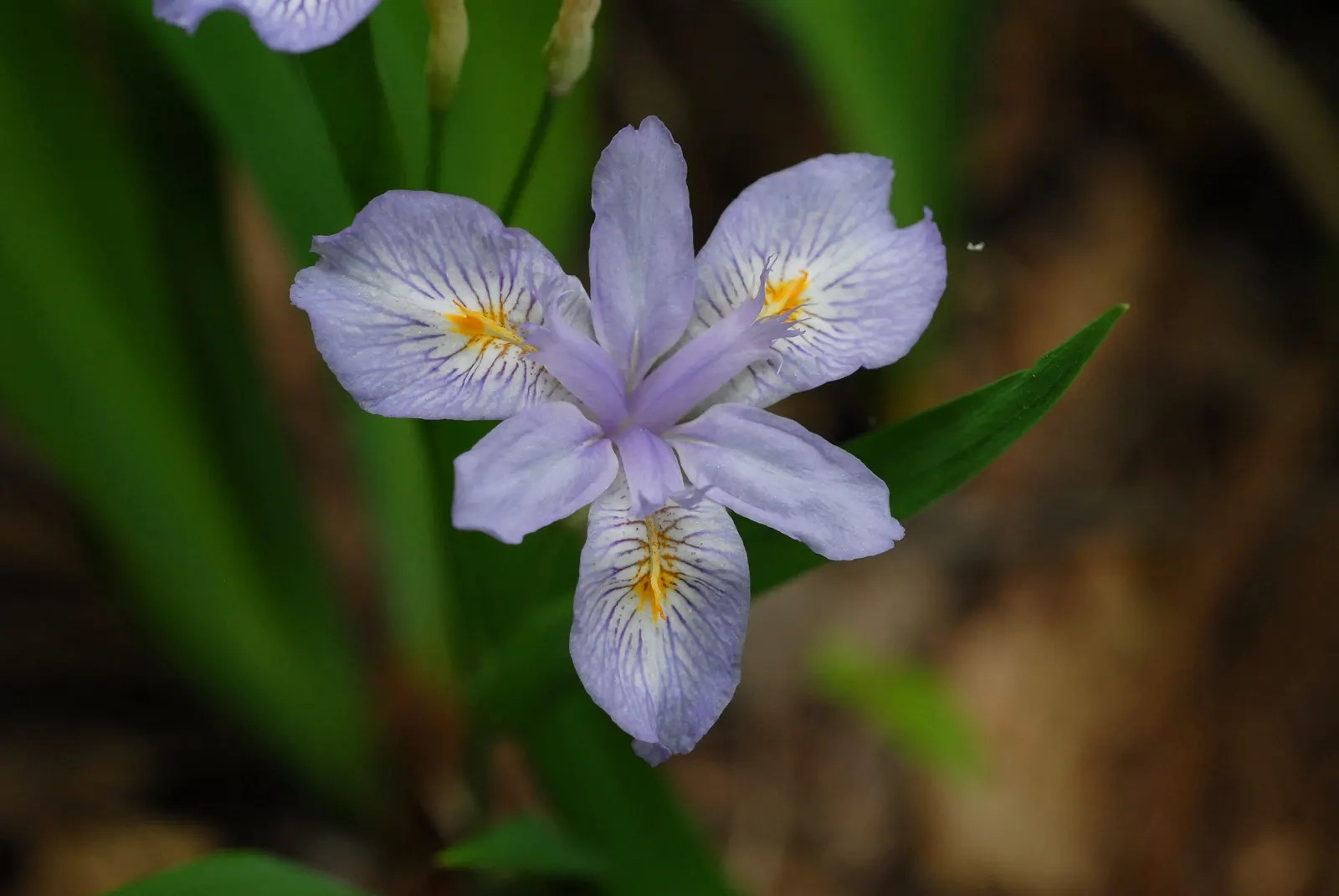 Japanese Iris (Iris Ensata) — save for the consistent soil moisture; blooms emerge in late spring to early summer