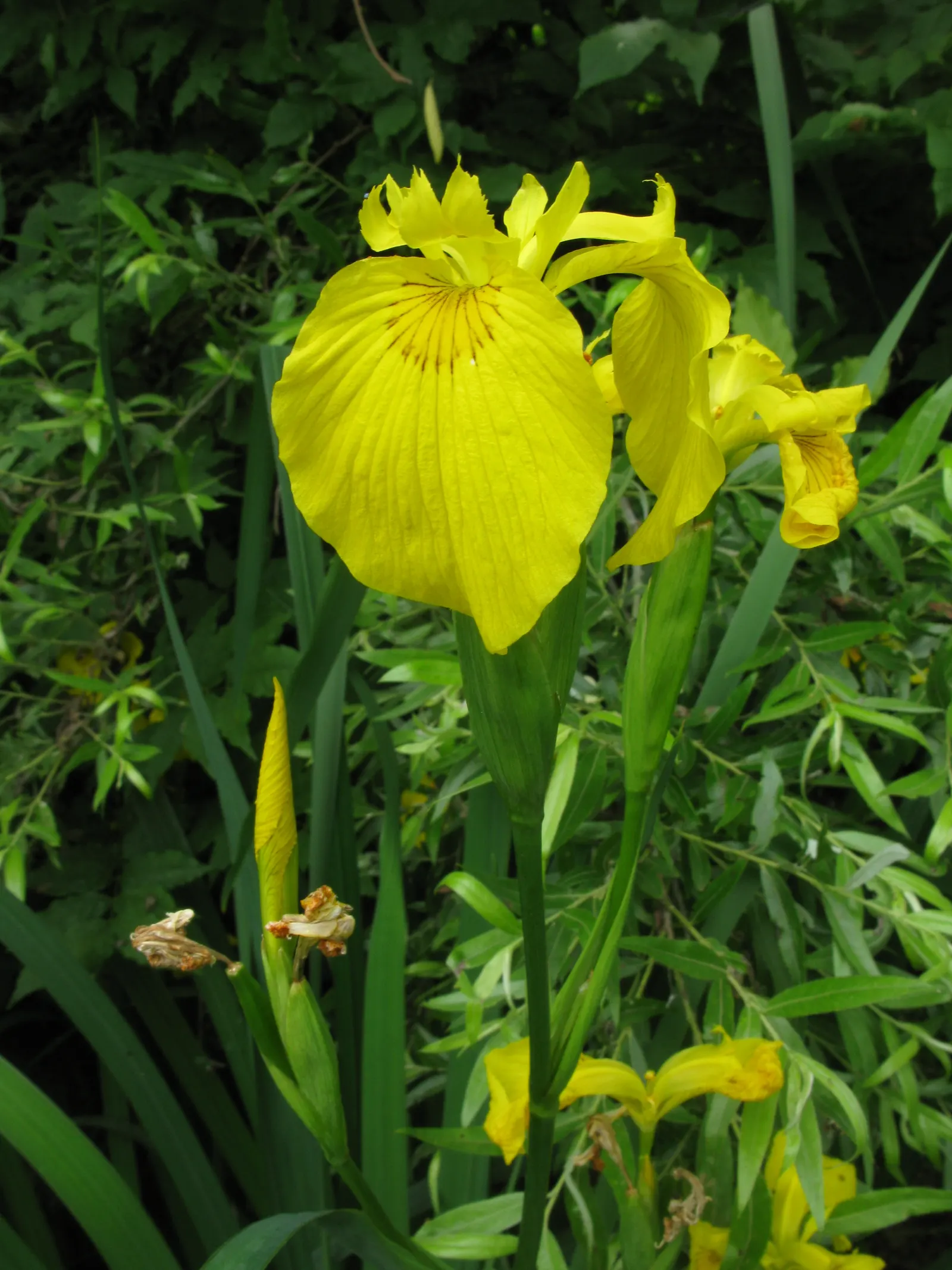 Japanese Iris (Iris Ensata) — whereas dividing the clumps every 3 to 4 years will maintain the vigor of the plant; ruffled blooms ranging from pure, image 127