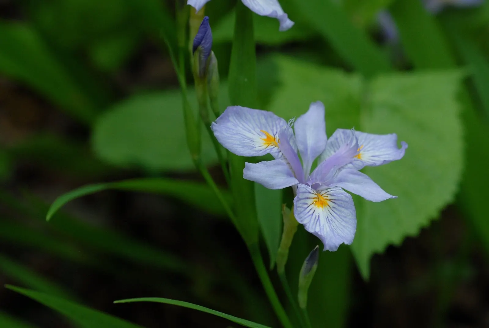 Japanese Iris (Iris Ensata) — whereas dividing the clumps every 3 to 4 years will maintain the vigor of the plant
