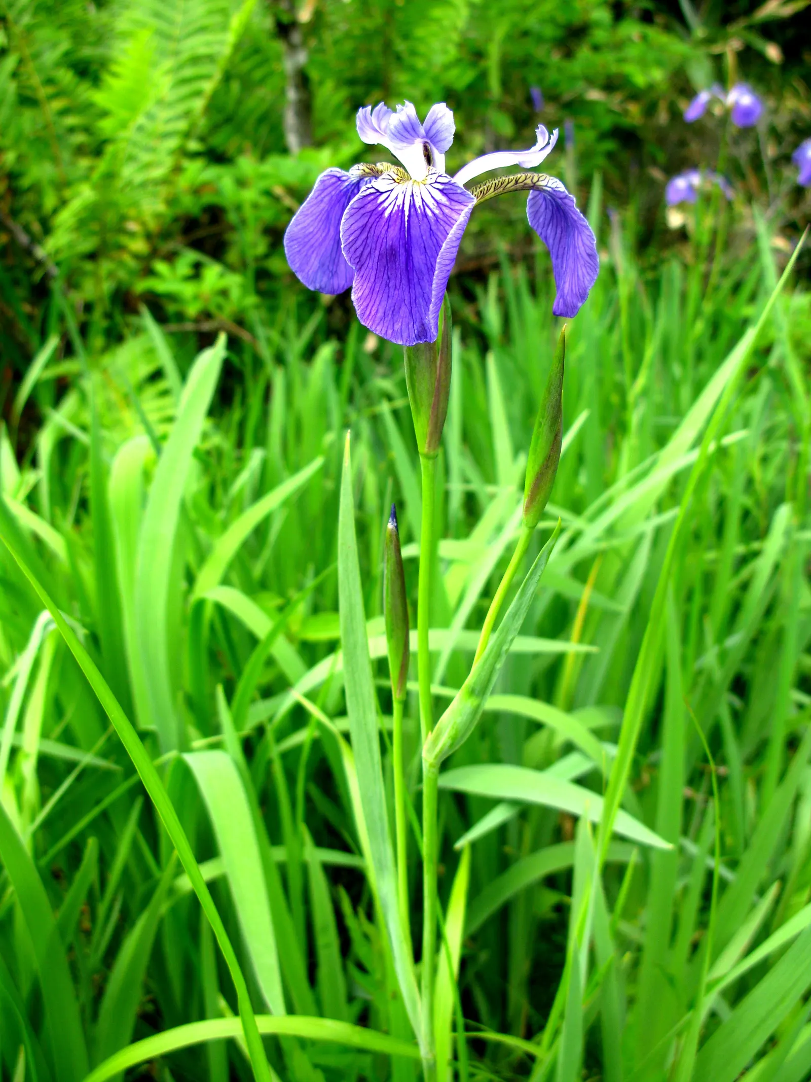 Japanese Iris (Iris Ensata) — this iris is a low-maintenance option that requires minimal care once established; perennial for half, image 71