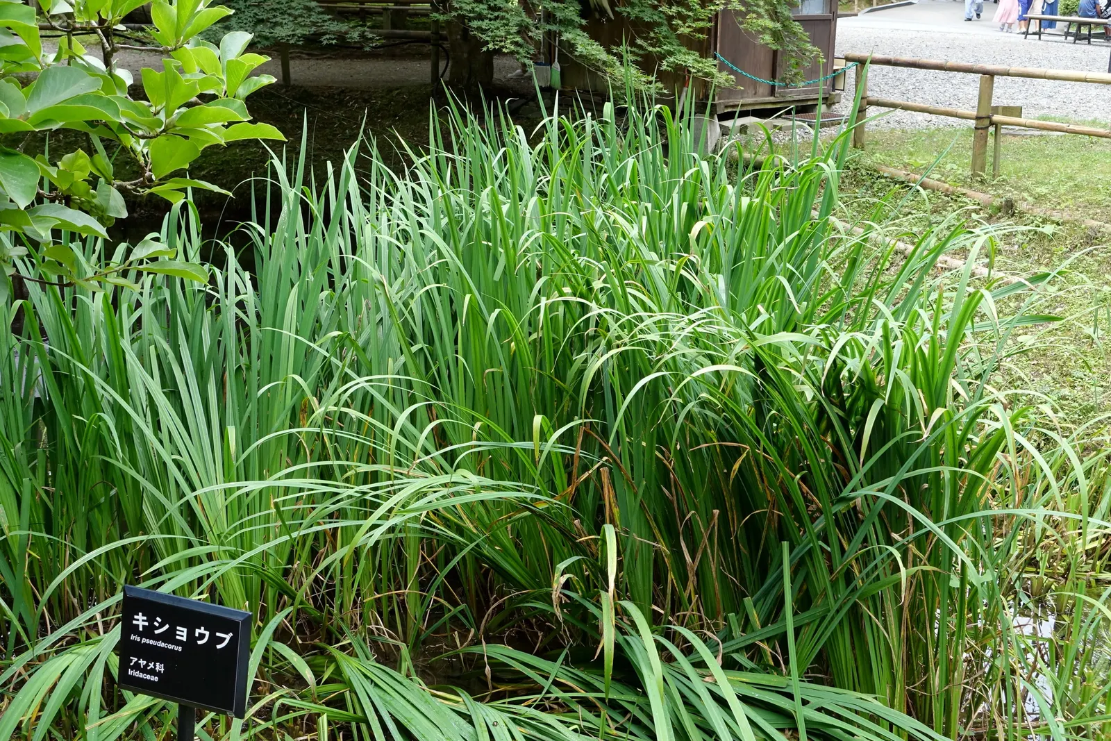 Japanese Iris (Iris Ensata) — Their color palette ranges through various shades of purple; often with intricate veining, image 90