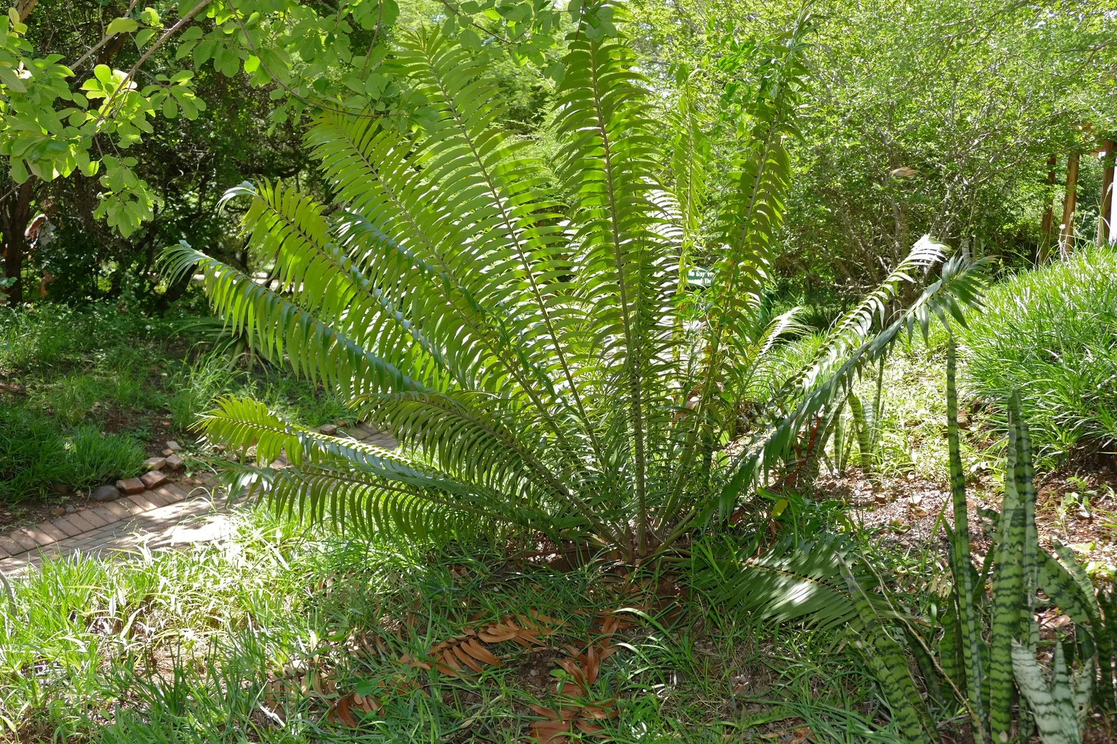 Bamboo Cycad (Ceratozamia Hildae) — is a strikingly elegant plant native to the limestone forests of Mexico
