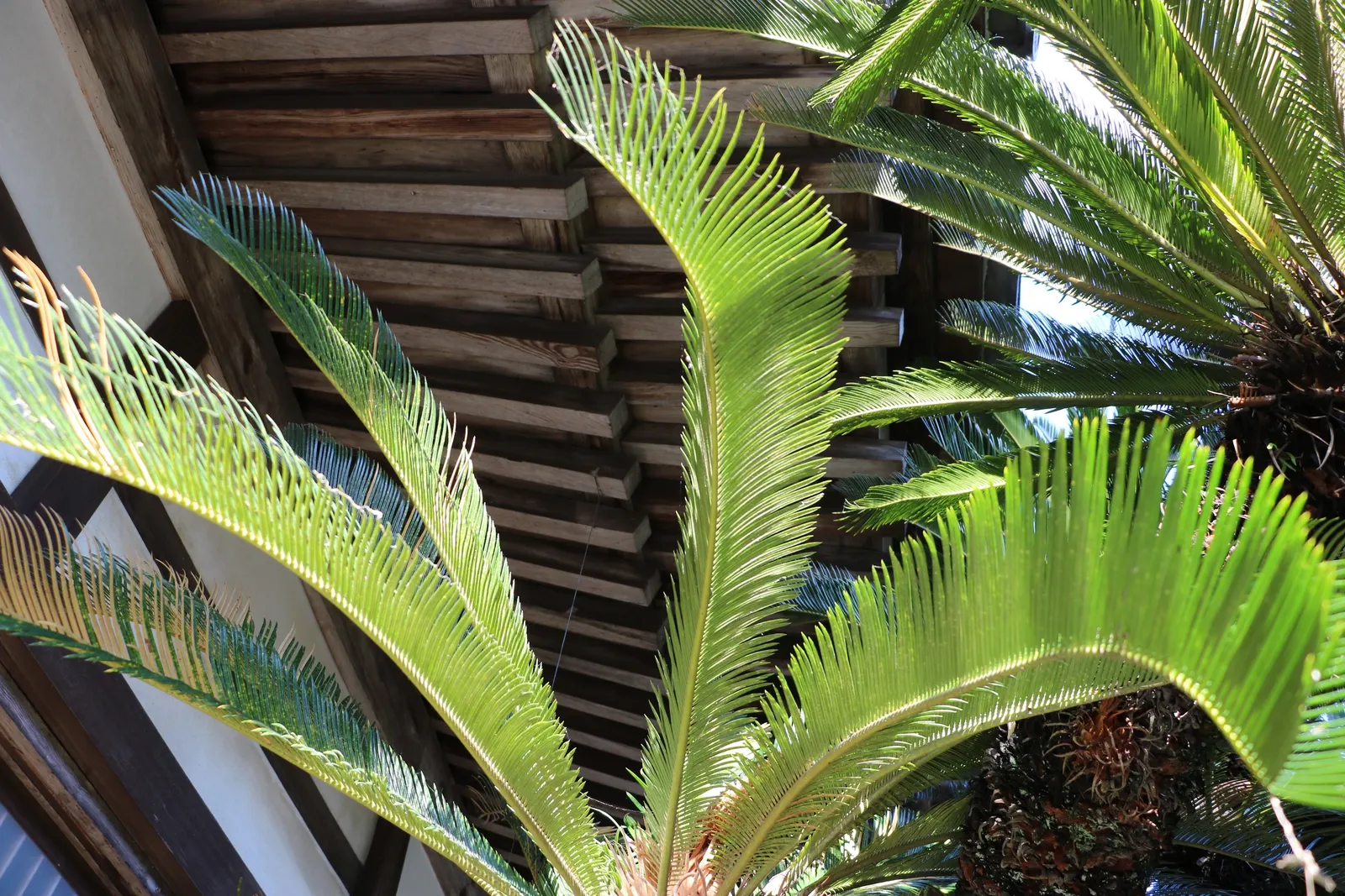 Bamboo Cycad (Ceratozamia Hildae) — Thriving in USDA zones 8-10