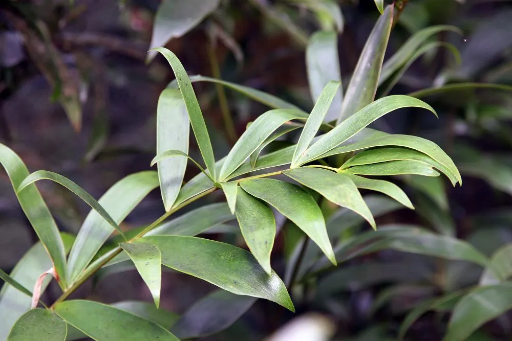 Bamboo Cycad (Ceratozamia Hildae) — and glossy leaves that cascade beautifully from a central trunk; commonly known as the Bamboo Cycad