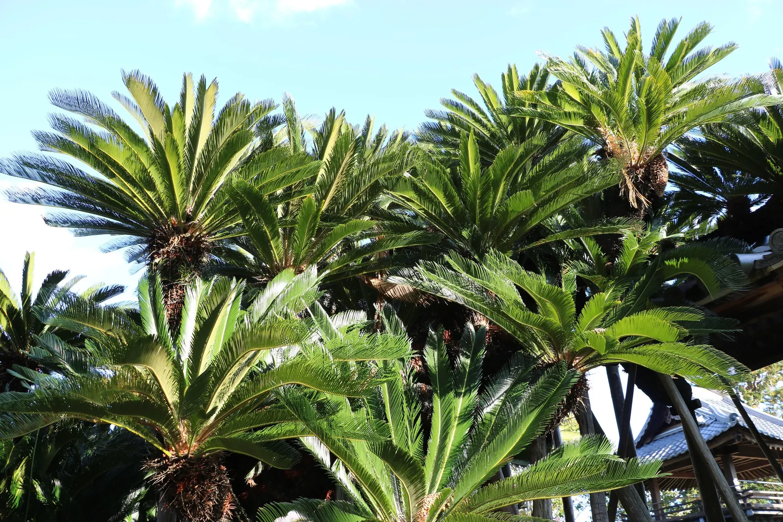 Bamboo Cycad (Ceratozamia Hildae) — unfurling from a central trunk to create an elegant; regular watering is essential, but over-watering should be avoided to