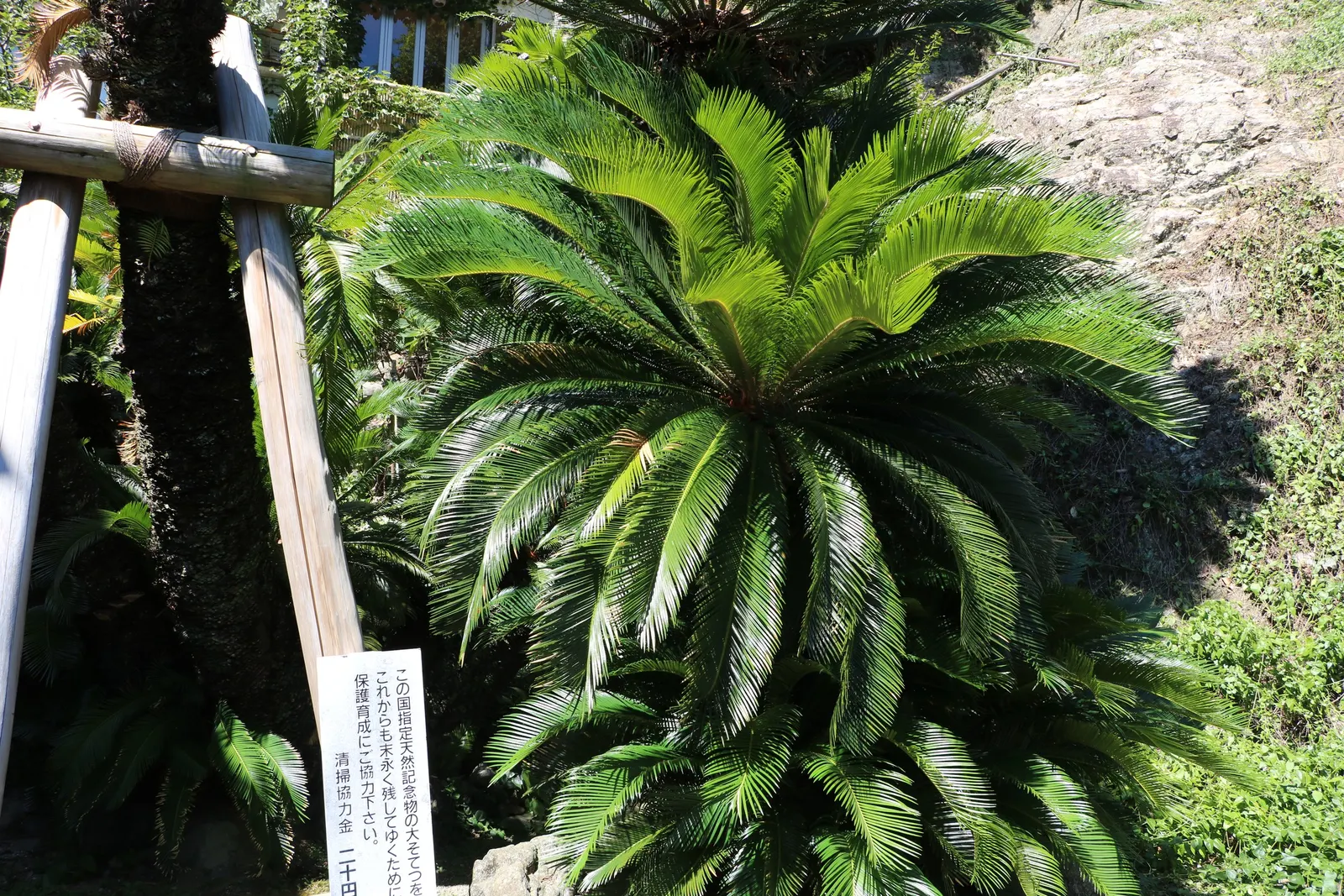 Bamboo Cycad (Ceratozamia Hildae) — commonly known as the Bamboo Cycad; is a strikingly elegant plant native to the limestone forests of Mexico