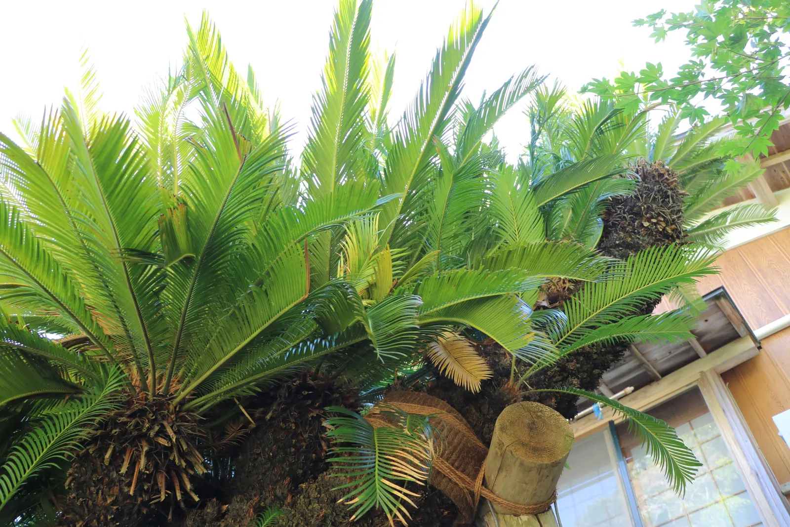 Bamboo Cycad (Ceratozamia Hildae) — palm for shade