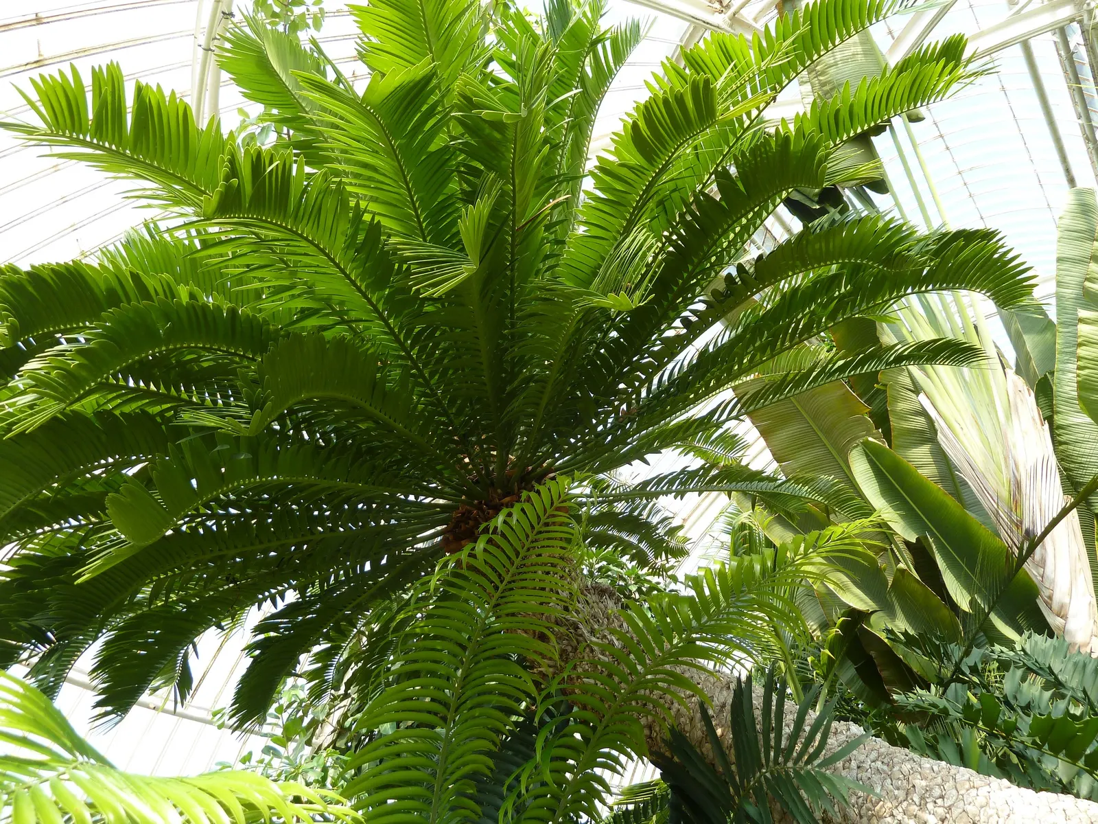 Bamboo Cycad (Ceratozamia Hildae) — especially in households with pets or young children