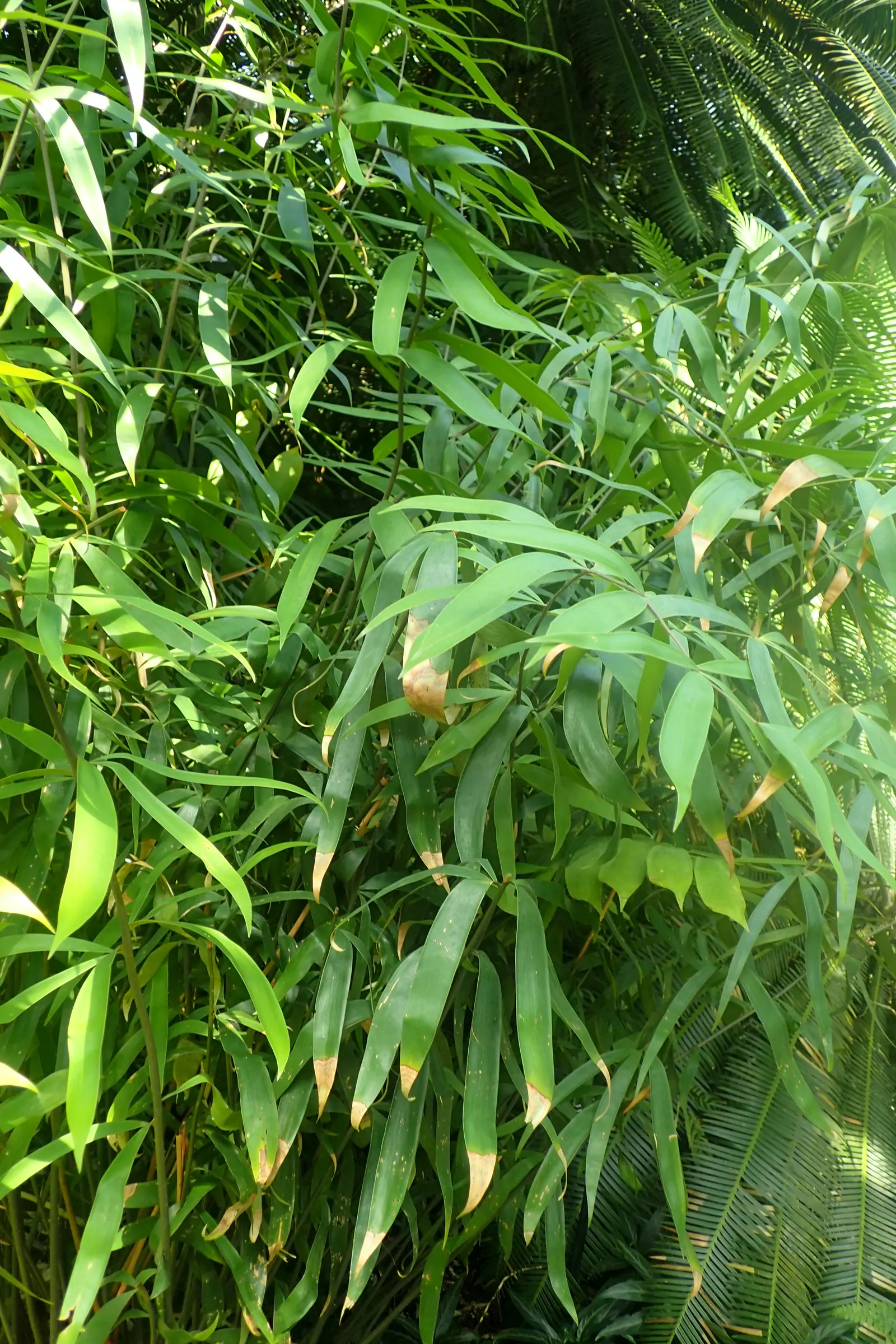 Bamboo Cycad (Ceratozamia Hildae) — though it can tolerate some direct sunlight