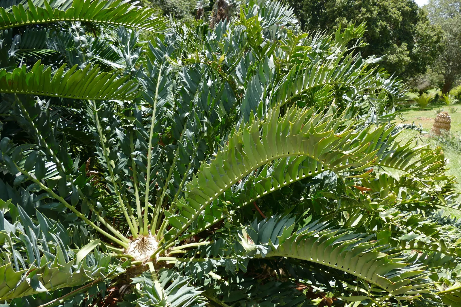 Bamboo Cycad (Ceratozamia Hildae) — With a slow growth rate, this exquisite cycad is ideal for adding exotic texture to a shaded garden area