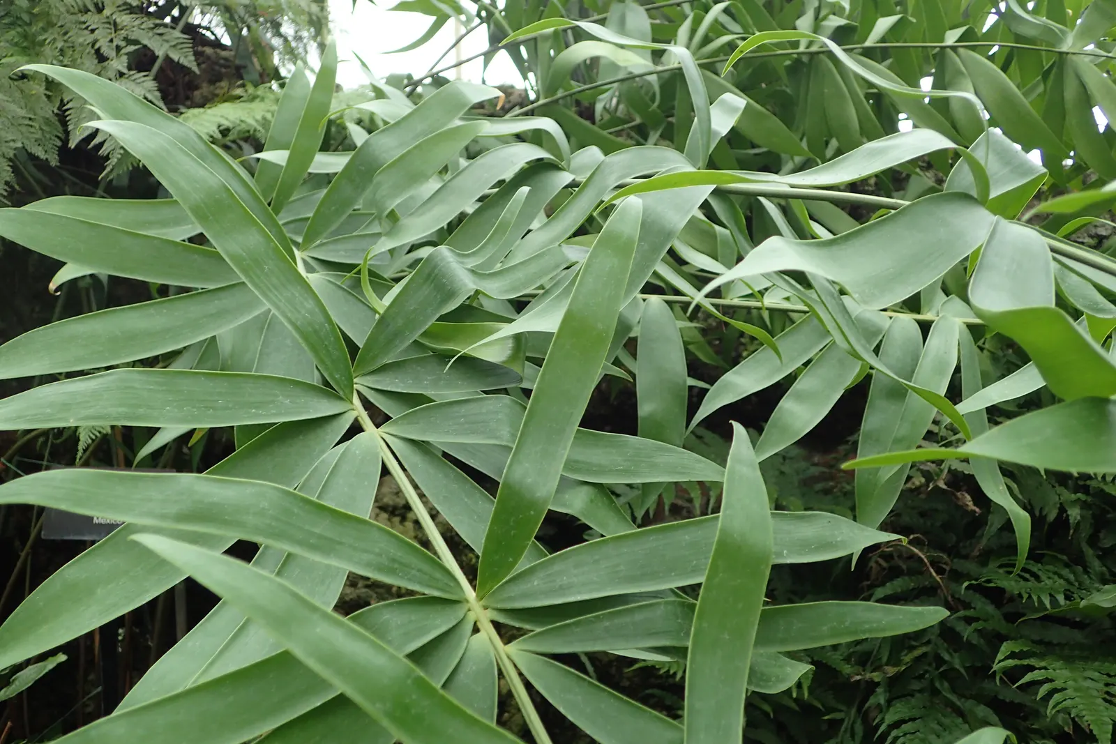 Bamboo Cycad (Ceratozamia Hildae) — making them reliant on a partner for cross-pollination