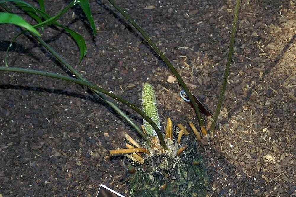 Bamboo Cycad (Ceratozamia Hildae) — it prefers well-drained soil and partial to full shade; its name is derived from its bamboo-like appearance