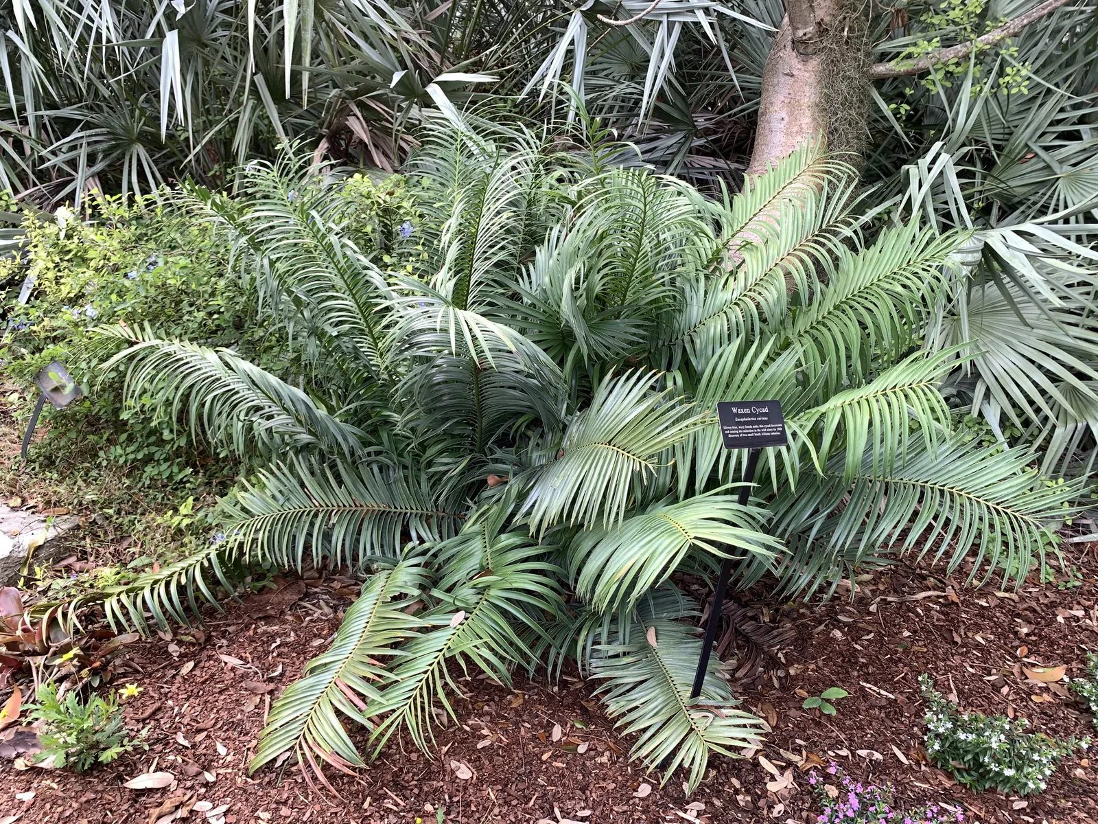 Bamboo Cycad (Ceratozamia Hildae) — commonly known as the Bamboo Cycad