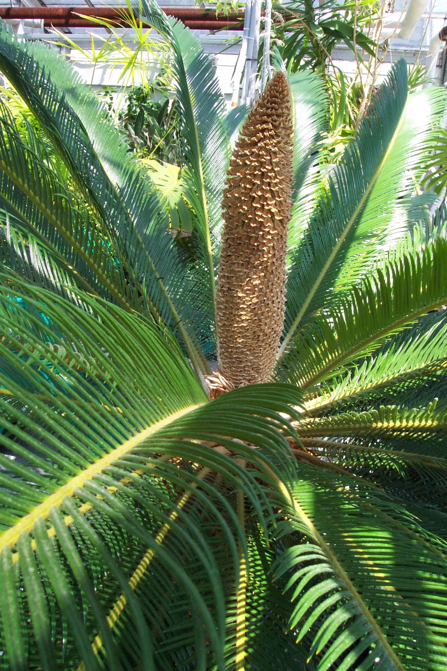 Bamboo Cycad (Ceratozamia Hildae) — Regular watering is essential, but over-watering should be avoided to prevent root rot