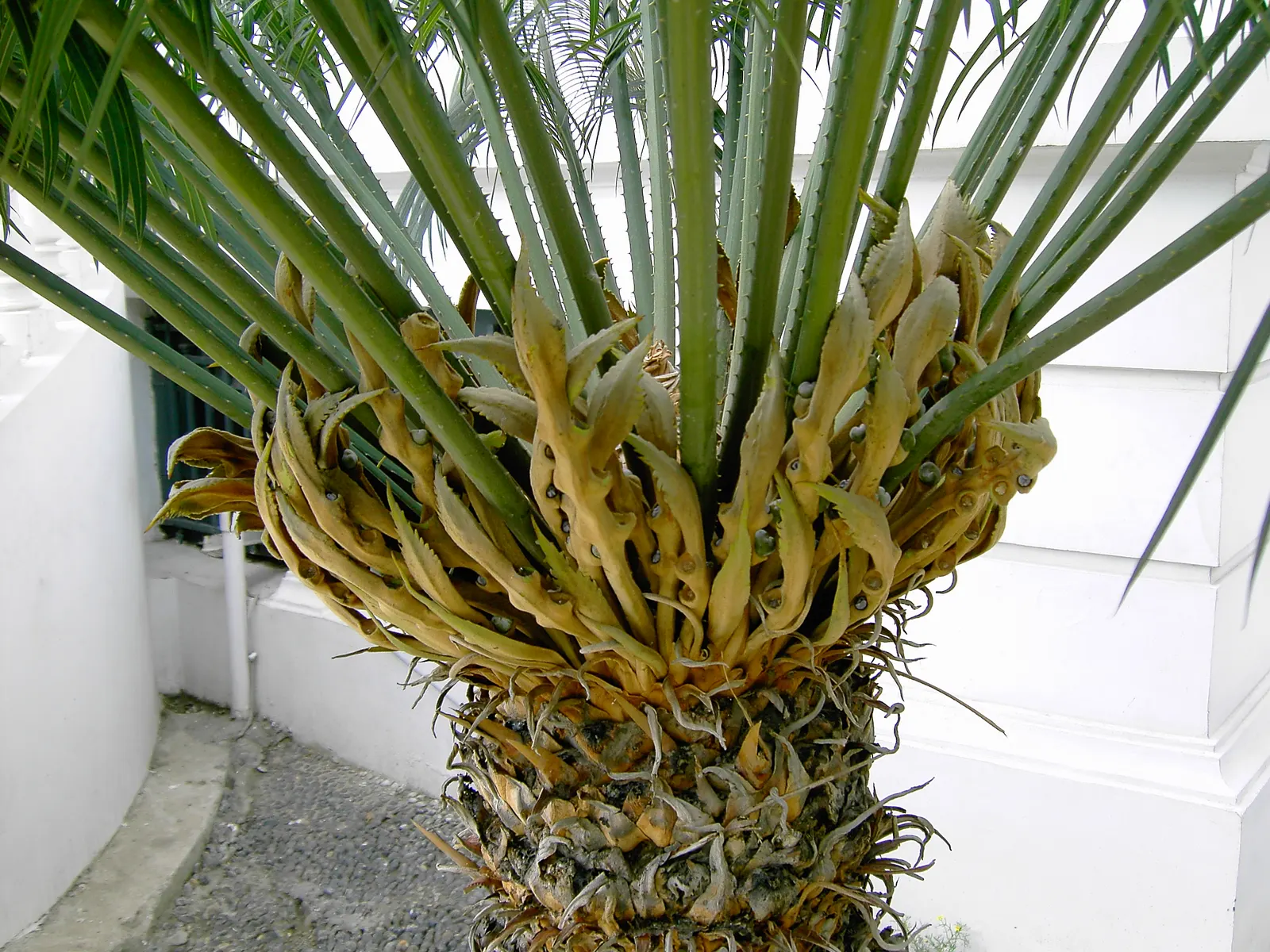Bamboo Cycad (Ceratozamia Hildae) — Its name is derived from its bamboo-like appearance