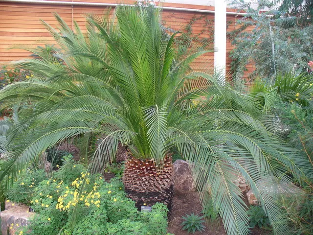 Bamboo Cycad (Ceratozamia Hildae) — all parts of the plant are toxic when ingested