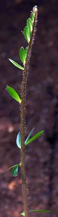 Bamboo Cycad (Ceratozamia Hildae) — pinnate leaves grow 3-6 feet long; and glossy leaves that cascade beautifully from a central trunk