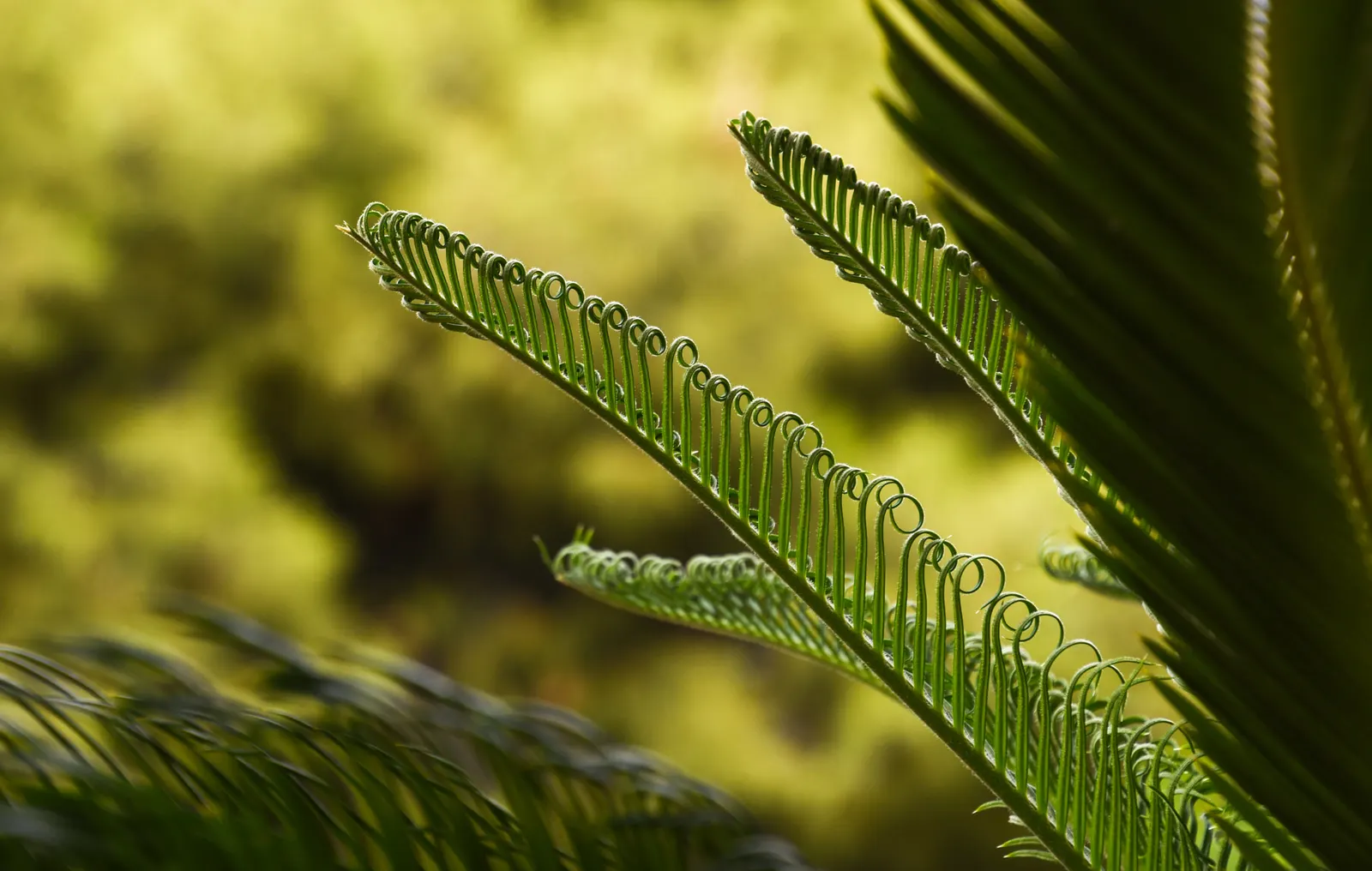 Bamboo Cycad (Ceratozamia Hildae) — so placement should be considered with care