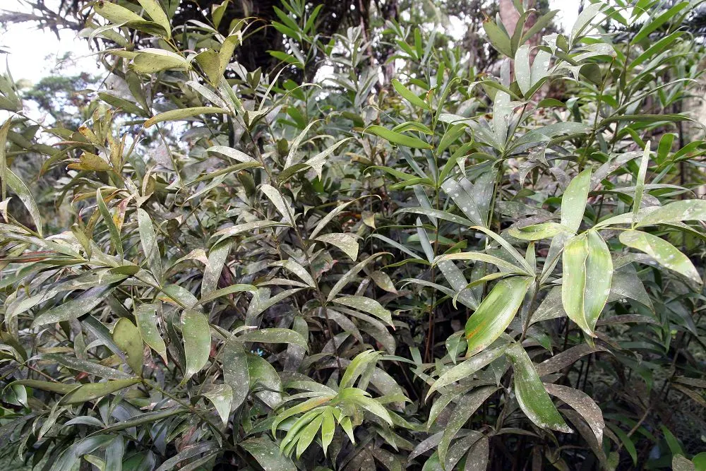 Bamboo Cycad (Ceratozamia Hildae) — With a slow growth rate, this exquisite cycad is ideal for adding exotic texture to a shaded garden area; pinnate leaves