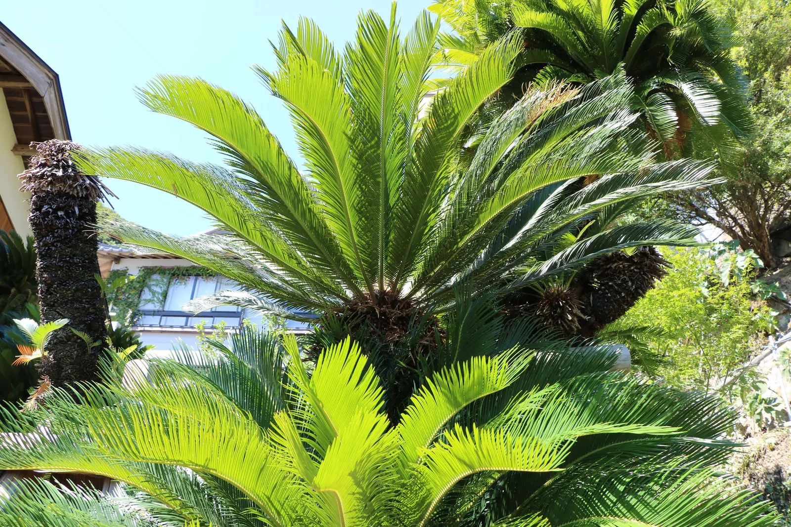 Bamboo Cycad (Ceratozamia Hildae) — The leaflets are deep green in color, adding a lush and exotic look to the garden; female specimens may produce rostrate