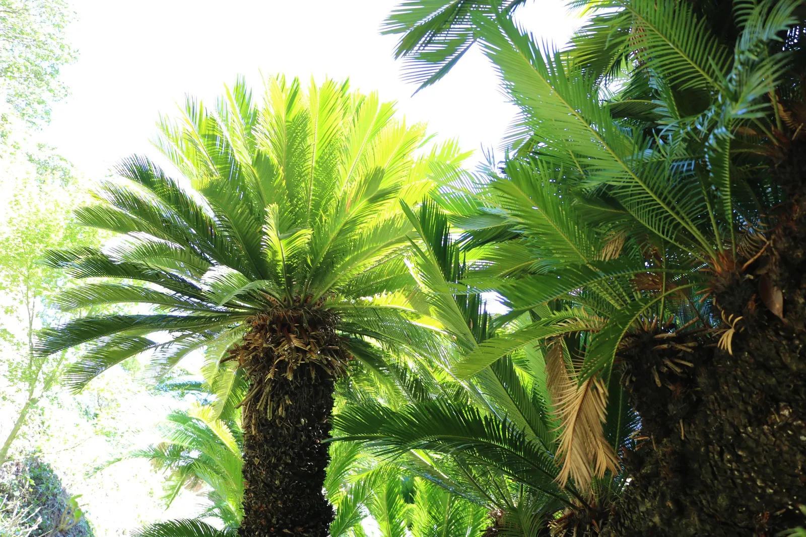 Bamboo Cycad (Ceratozamia Hildae) — this cycad prefers well-drained soil and partial shade