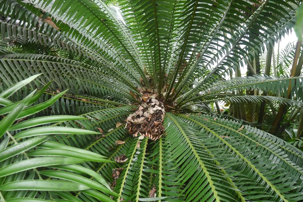 Bamboo Cycad (Ceratozamia Hildae) — The Bamboo Cycad (Ceratozamia hildae) is a rare, shade-loving perennial with a striking resemblance to bamboo