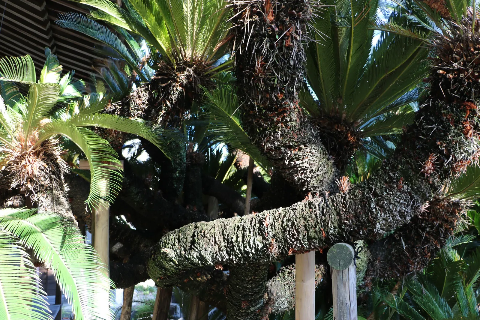 Bamboo Cycad (Ceratozamia Hildae) — it prefers well-drained soil and partial to full shade