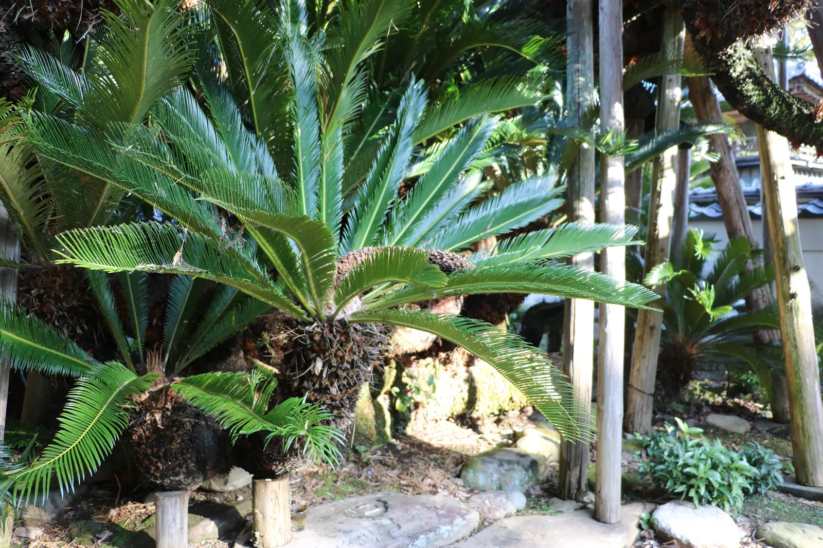 Bamboo Cycad (Ceratozamia Hildae) — making it an exceptional understory plant; though it can tolerate some direct sunlight