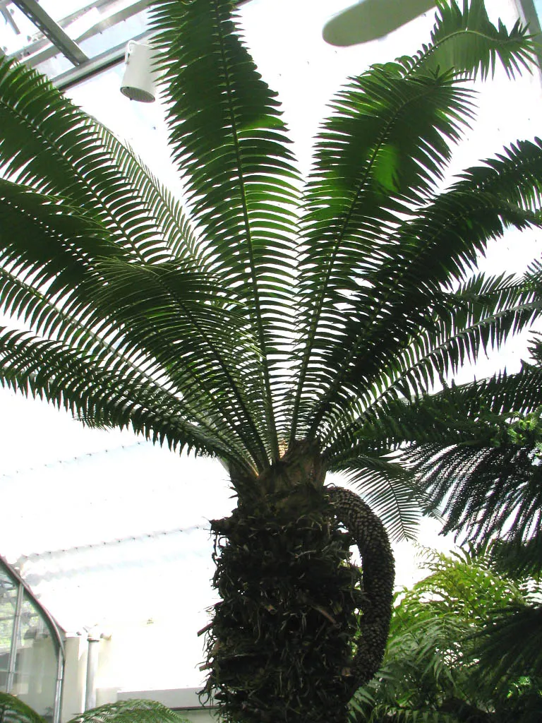 Bamboo Cycad (Ceratozamia Hildae) — Bamboo Cycad produces either male or female cones