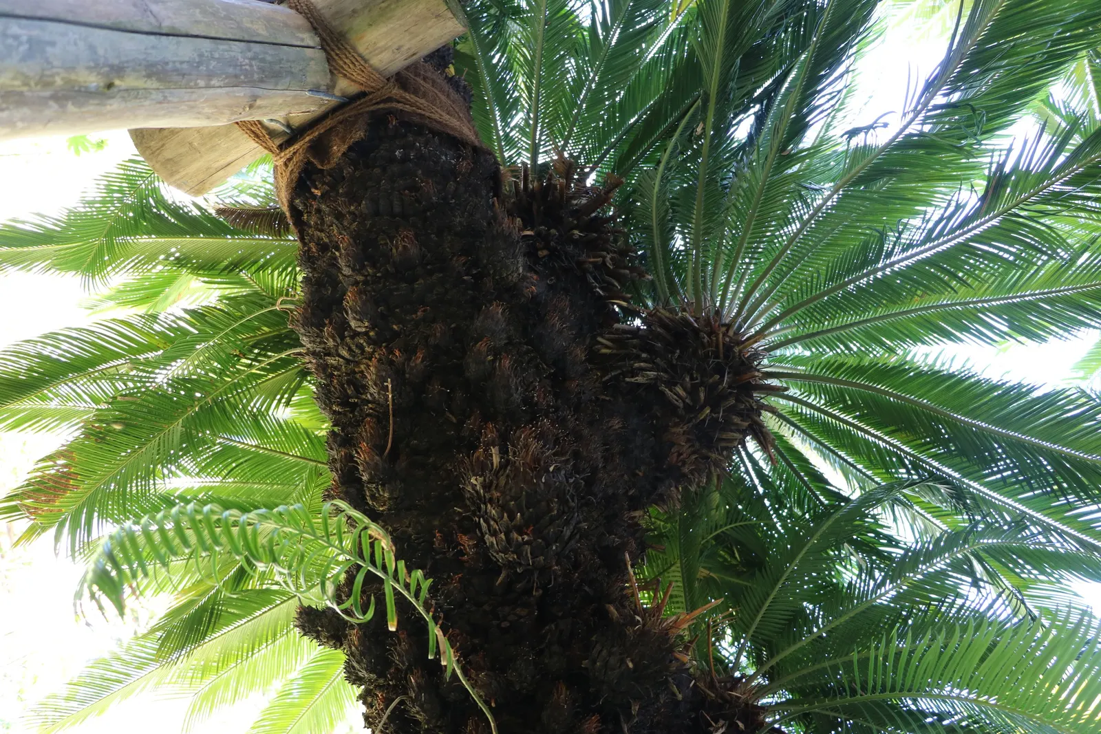 Bamboo Cycad (Ceratozamia Hildae) — Female specimens may produce rostrate cones up to 12 inches long.<br><br>Hardy in USDA zones 9 through 11