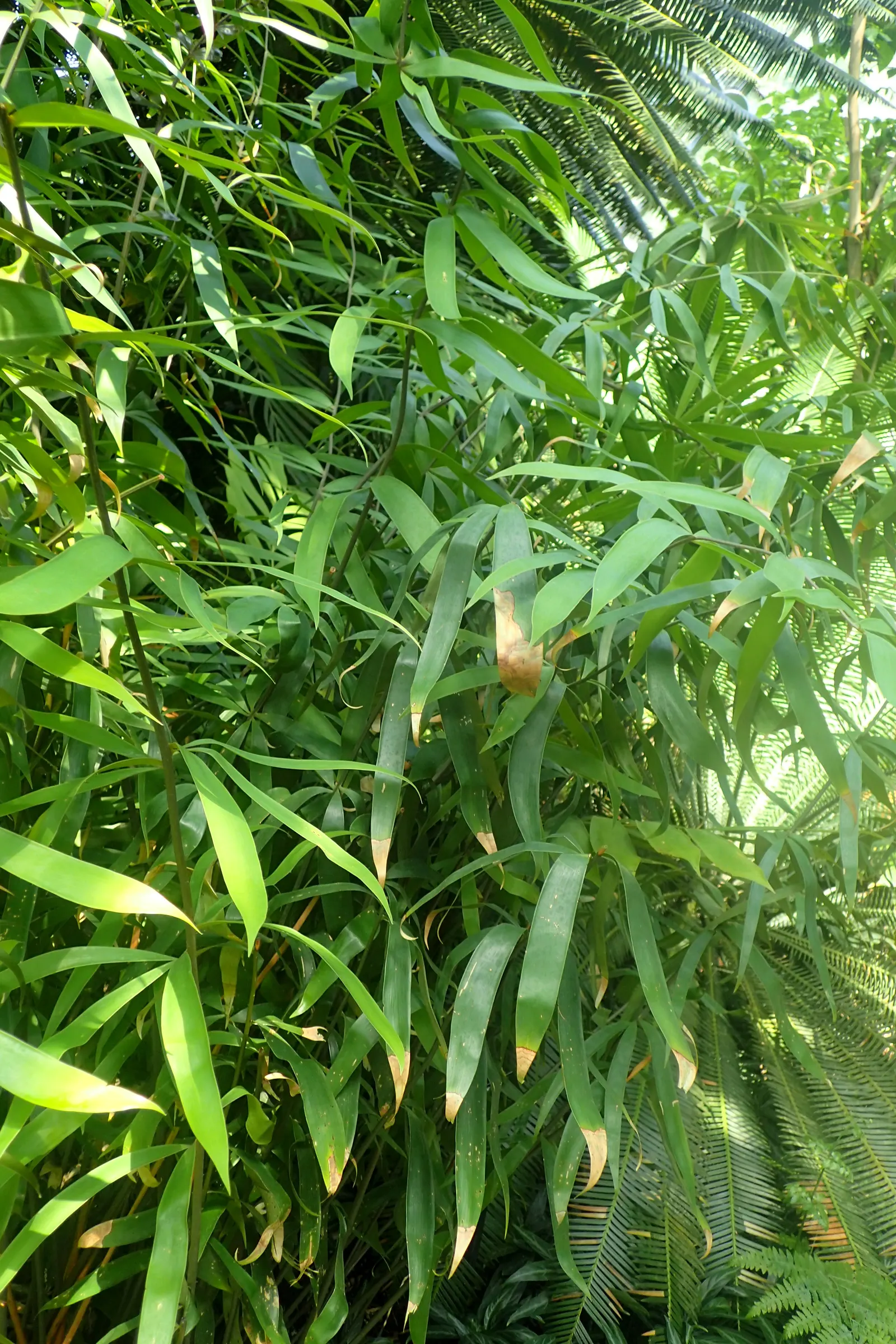 Bamboo Cycad (Ceratozamia Hildae) — pinnate leaves grow 3-6 feet long