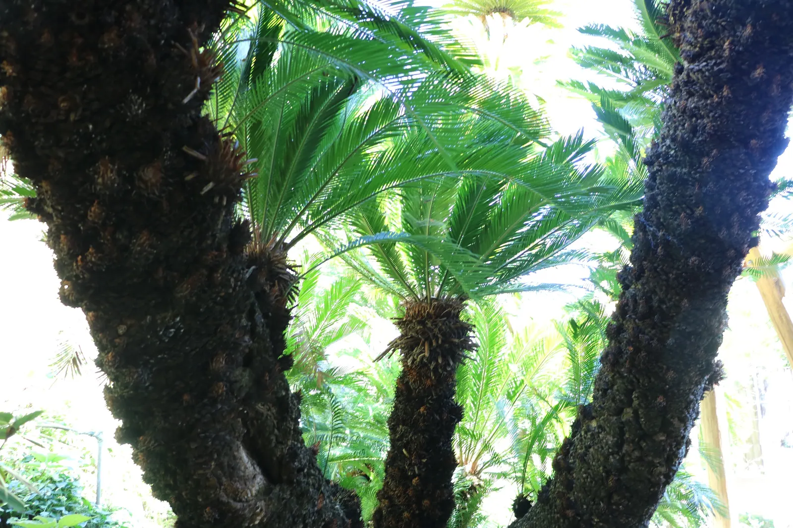 Bamboo Cycad (Ceratozamia Hildae) — The Bamboo Cycad (Ceratozamia hildae) is a rare, shade-loving perennial with a striking resemblance to bamboo; thriving in