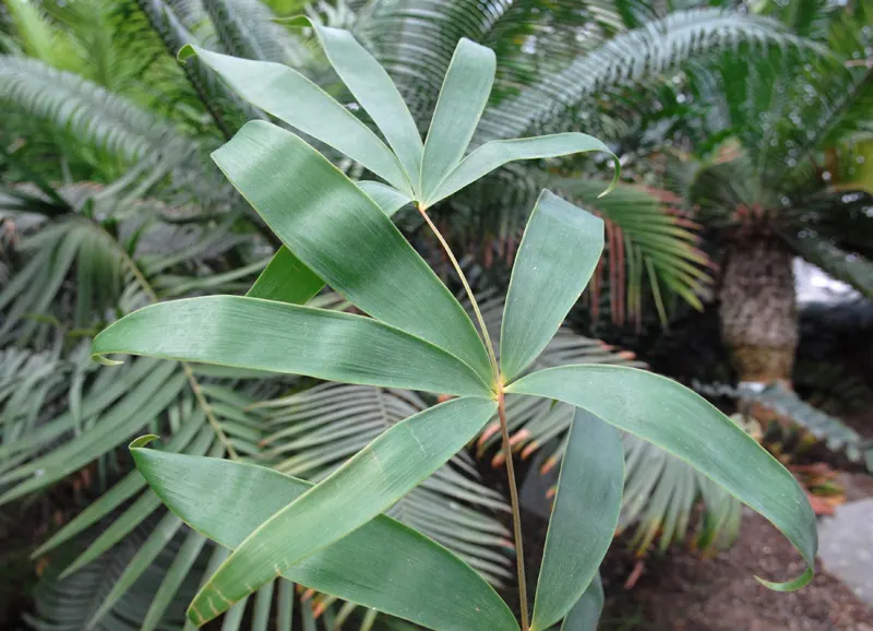 Bamboo Cycad (Ceratozamia Hildae) — The leaflets are deep green in color, adding a lush and exotic look to the garden